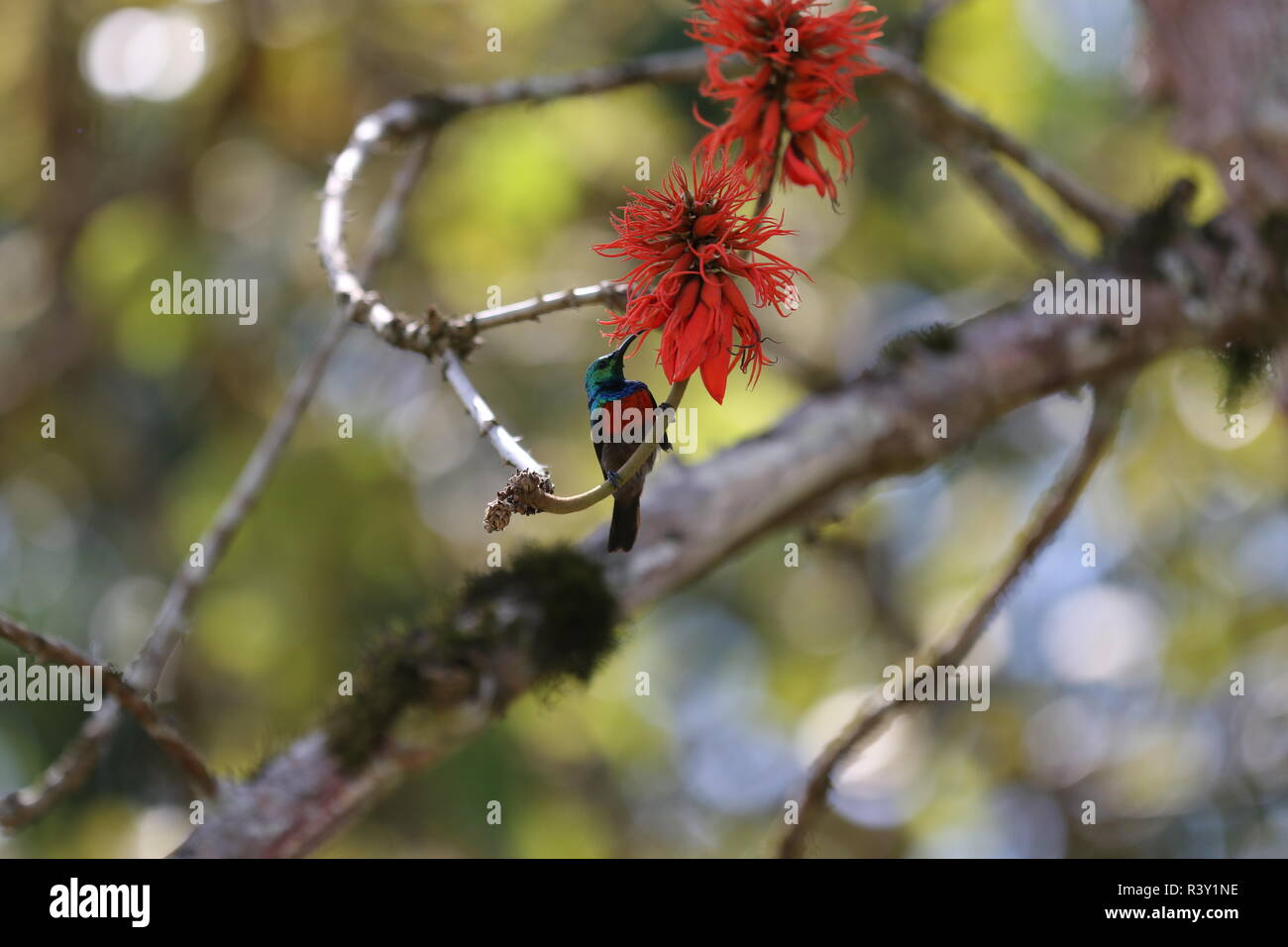 Sunbird, spiderhunter (nectariniidae) Single, ein 1, Fütterung auf Feuer Flametree Blumen, auf Zweig, bigodi Wetland, Uganda Stockfoto
