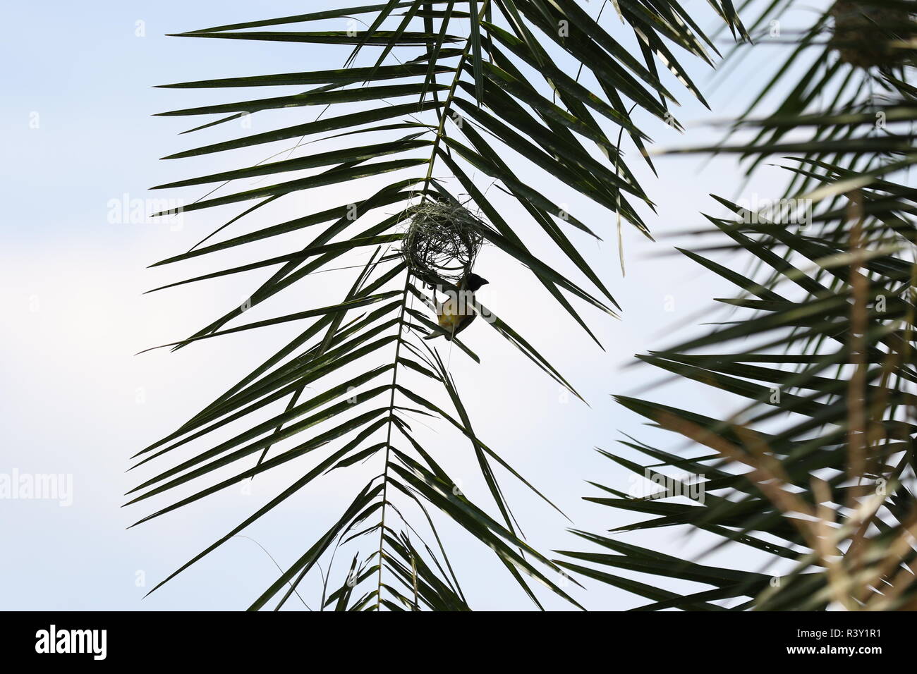 Weaver Vogel, Einzelzimmer, ein1, sodass Nest in der Palme Wedel, blauer Himmel, bigodi Wetland, Uganda Stockfoto