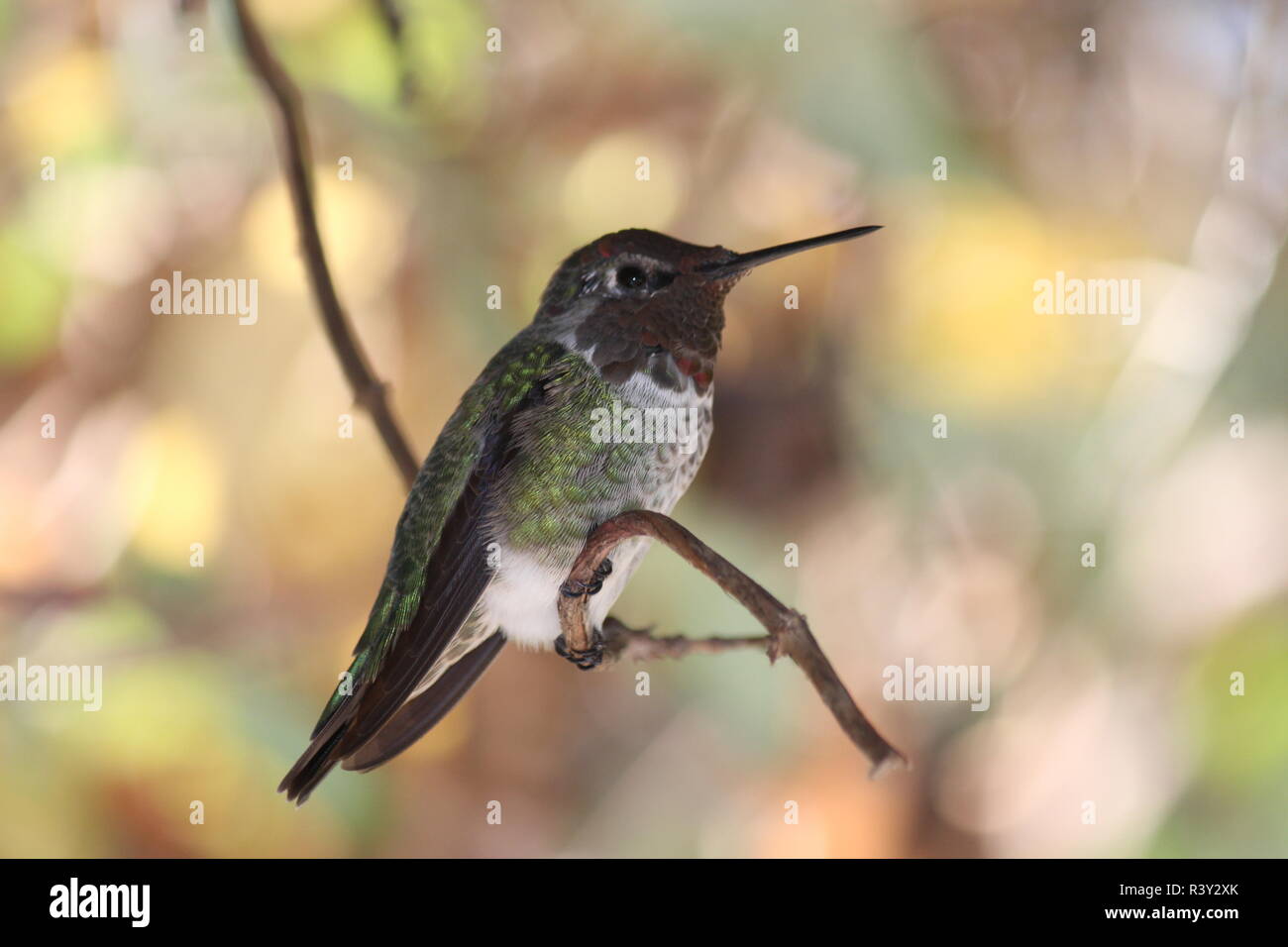 Ein kolibrie in einem Ast, Nahaufnahme Stockfoto