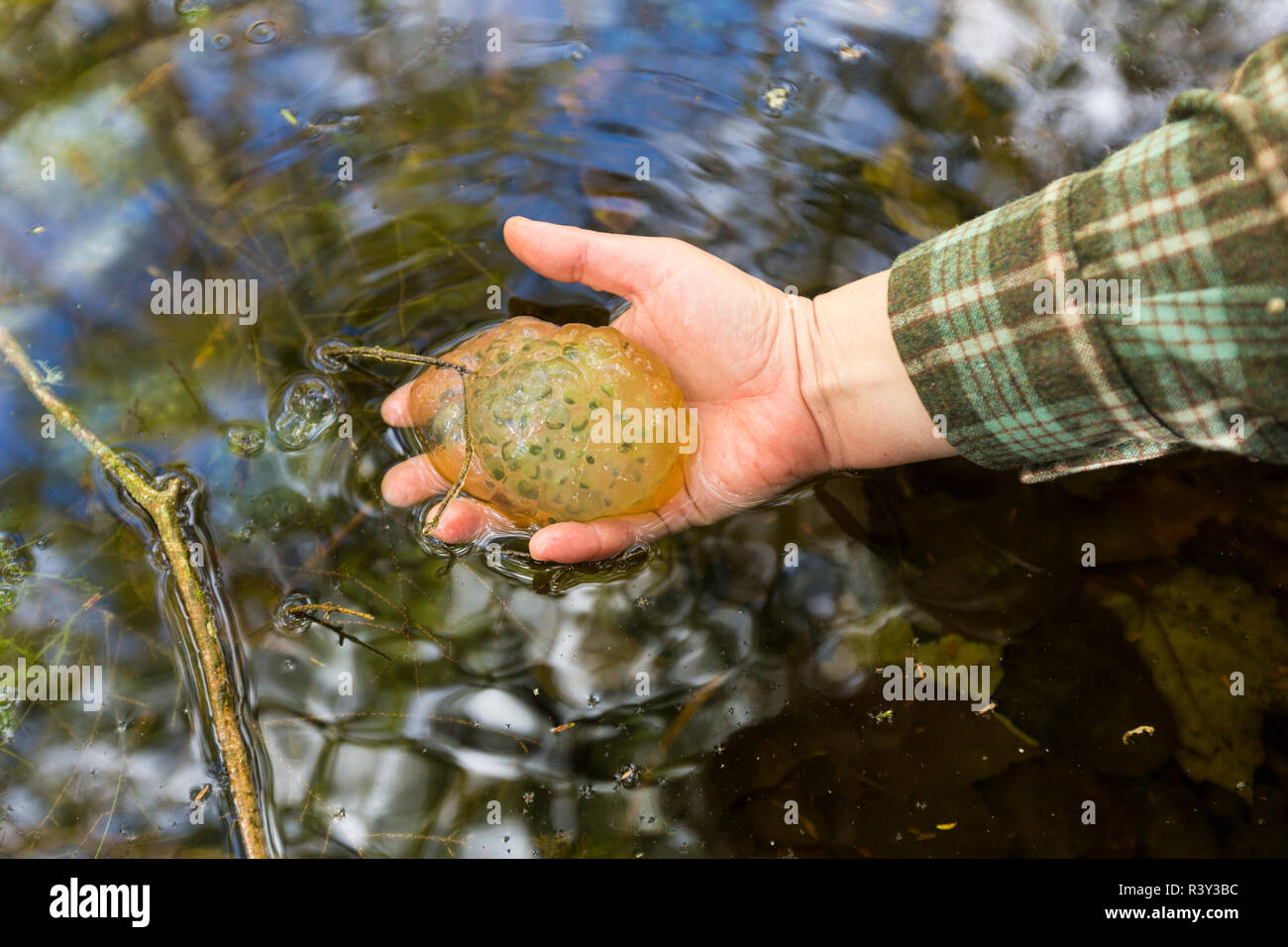 Gefleckte Salamander, Ambystoma maculatum, ei Masse, von einem Frühlingshaften Pool in Barrington, New Hampshire. Stockfoto