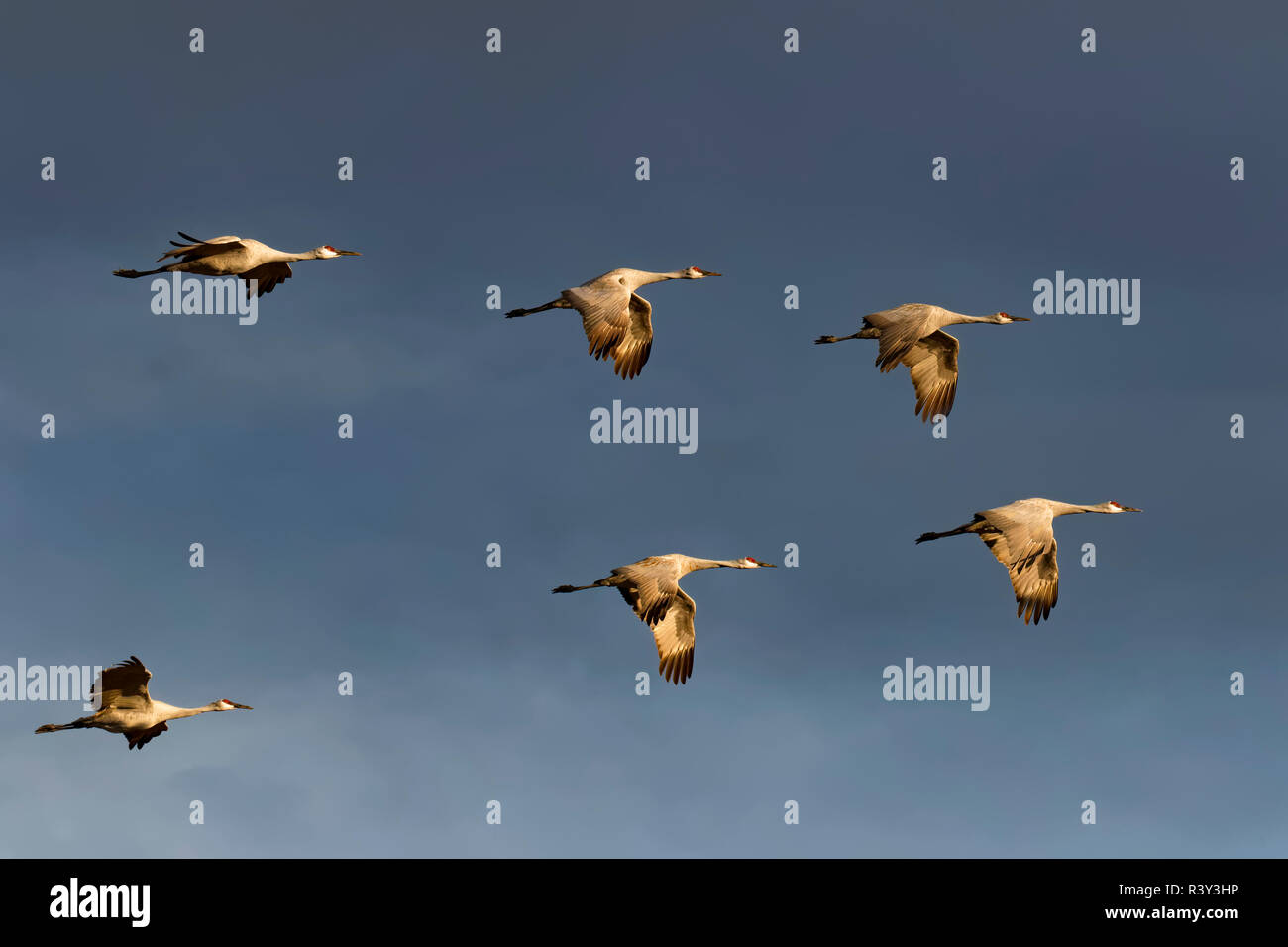 Herde von kanadakranichen bei Sonnenuntergang fliegen, Bosque Del Apache National Wildlife Refuge, New Mexico, Grus canadensis Stockfoto