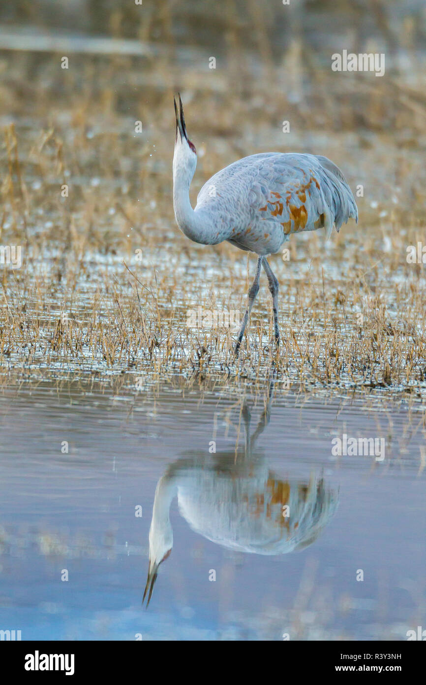 USA, New Mexiko, Bosque Del Apache National Wildlife Refuge. Sandhill Crane close-up. Stockfoto