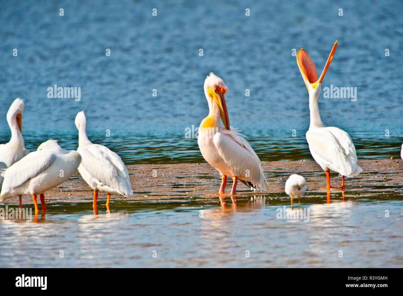 USA, Florida, Fort Meyers, Sanibel Island, J.N. Ding Darling National Wildlife Refuge, Große Weiße afrikanischen Pelican mit amerikanischen Weiße Pelikane Stockfoto