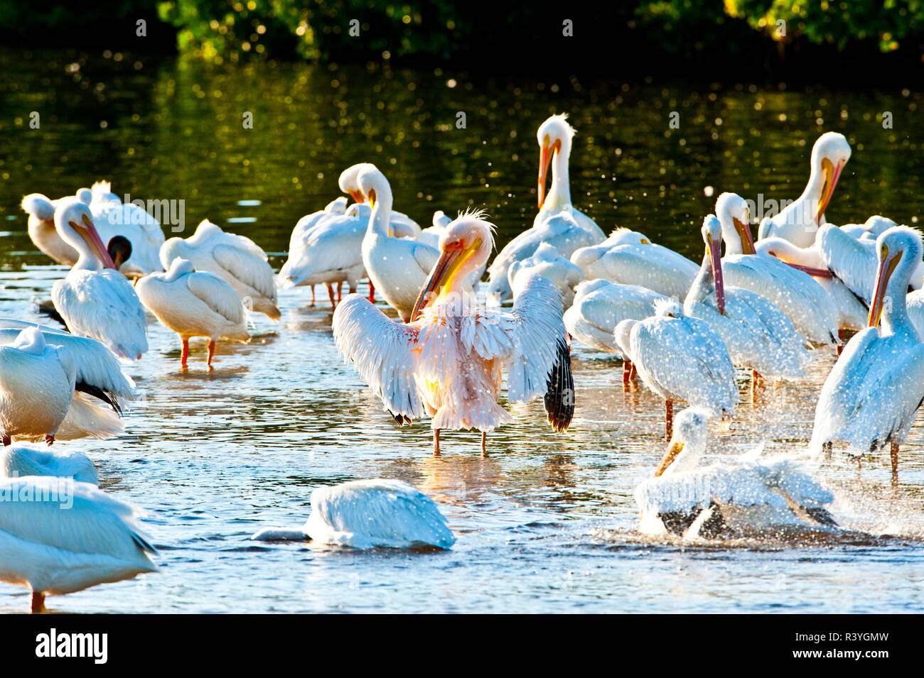 USA, Florida, Fort Meyers, Sanibel Island, J.N. Ding Darling National Wildlife Refuge, Große Weiße afrikanischen Pelican mit amerikanischen Weiße Pelikane Stockfoto