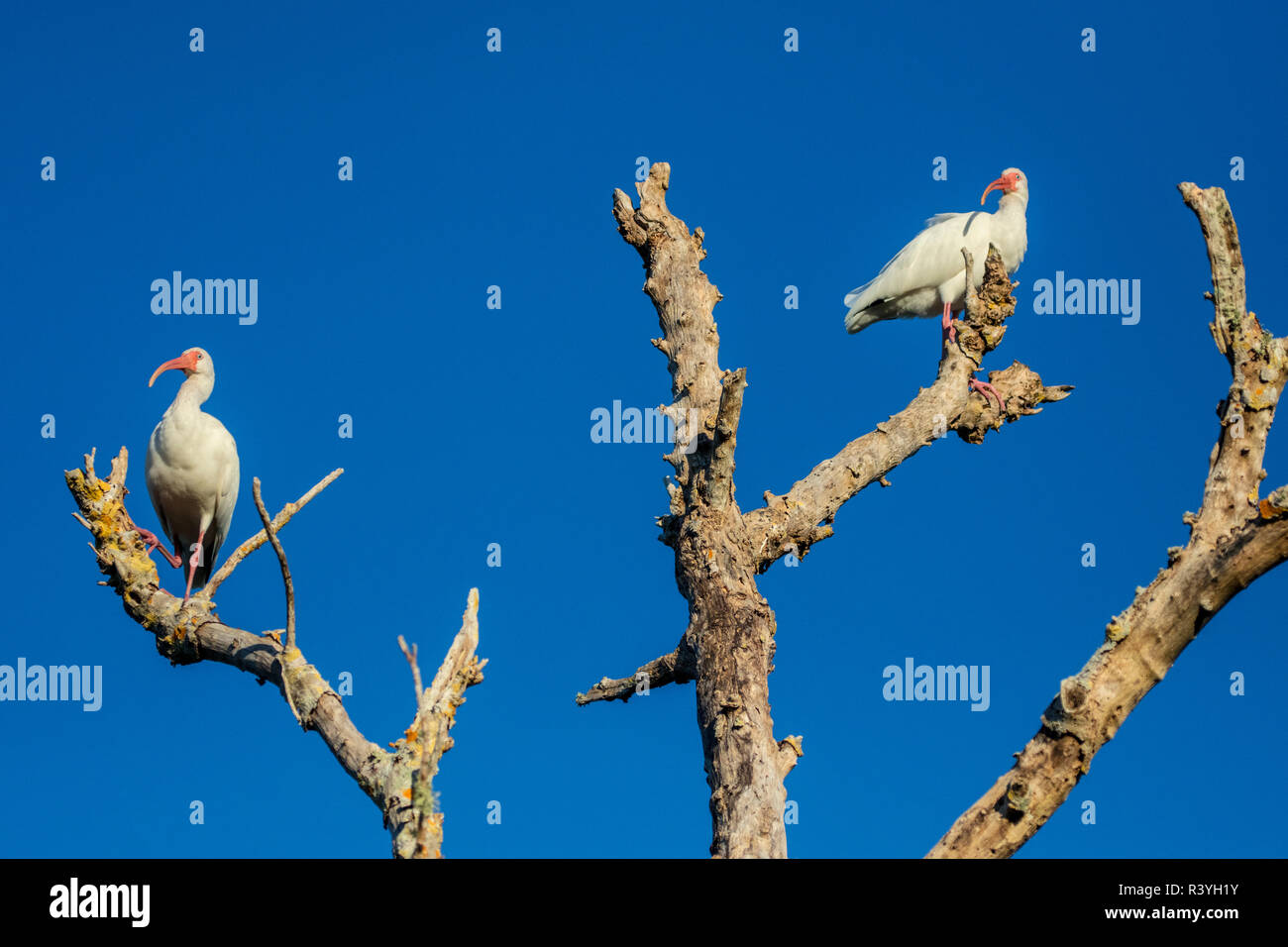 White ibis Ding Darling National Wildlife Refuge in Florida, USA Stockfoto