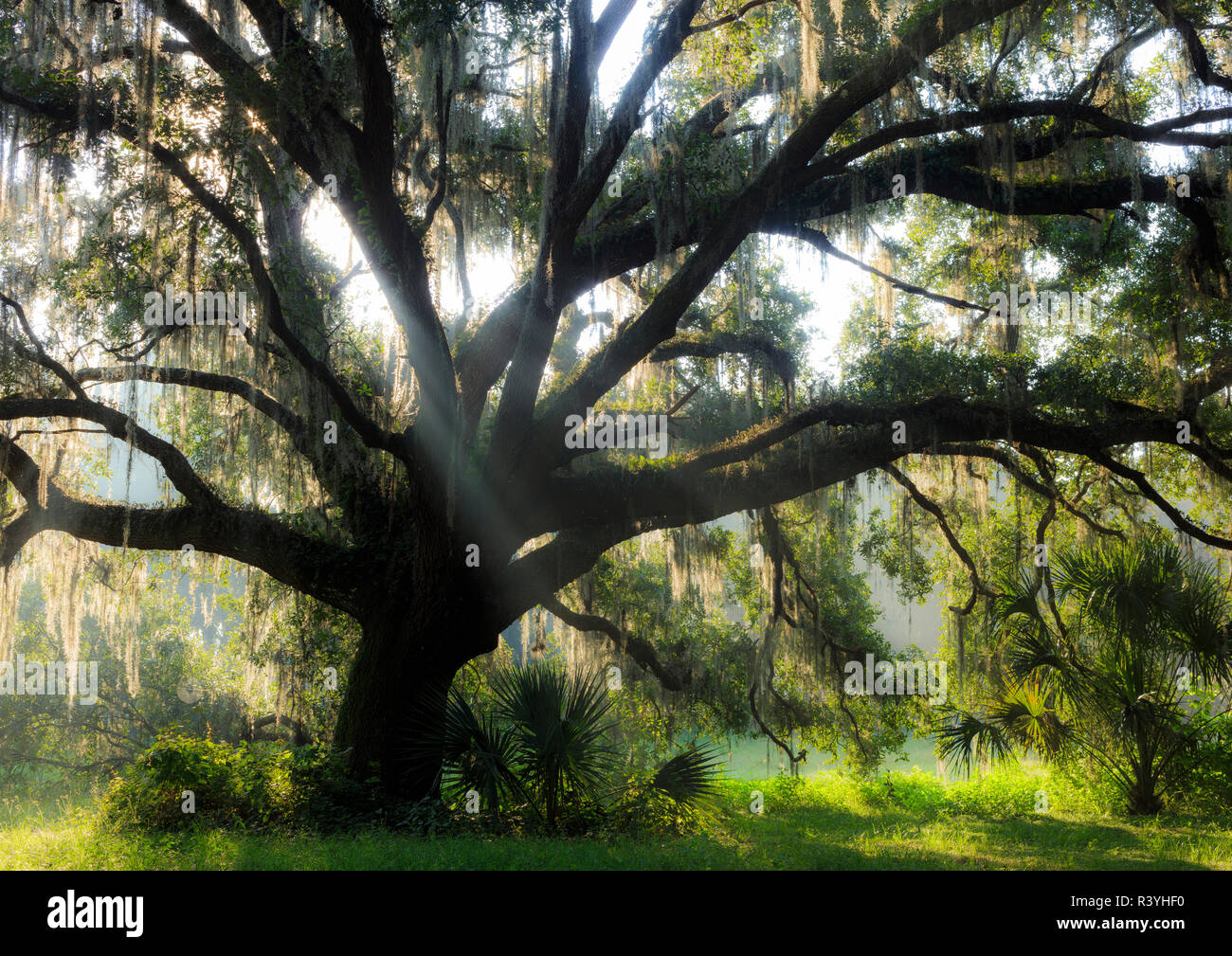 Schönen südlichen Live Oak Tree, Quercus Virginiana, Central Florida Stockfoto