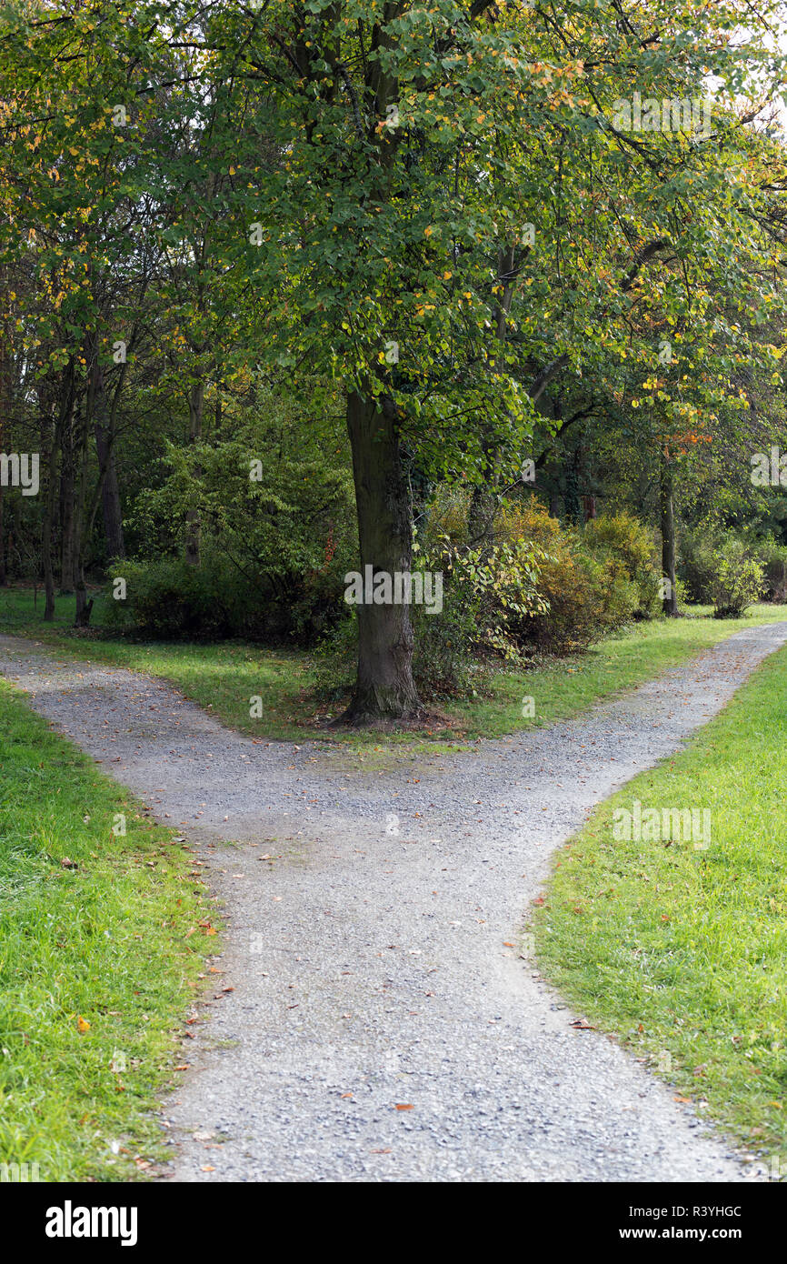 Rechts oder links? Eine Gabel in den Wald Stockfoto