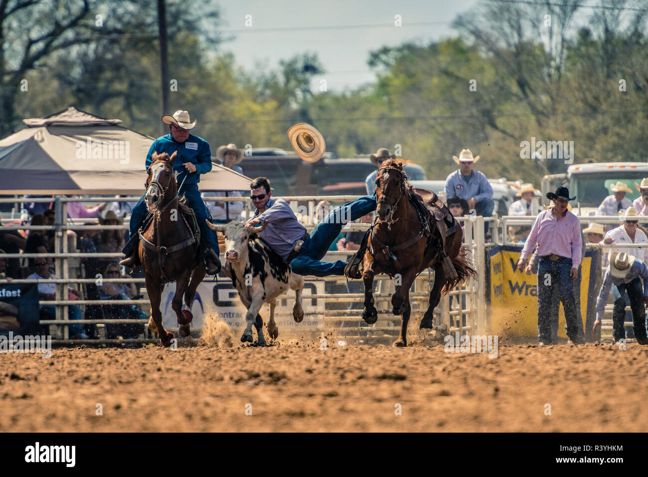 Rodeo Reiter aus fliegenden Pferd roping ein Kalb Stockfoto