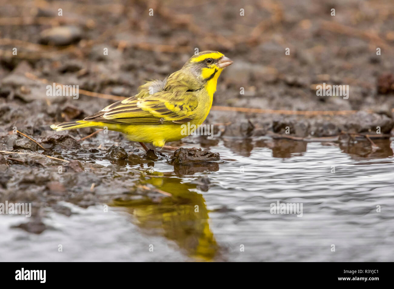 USA, Hawaii, laupahoehoe Point Beach Park. Gelb-fronted Kanarischen close-up. Stockfoto