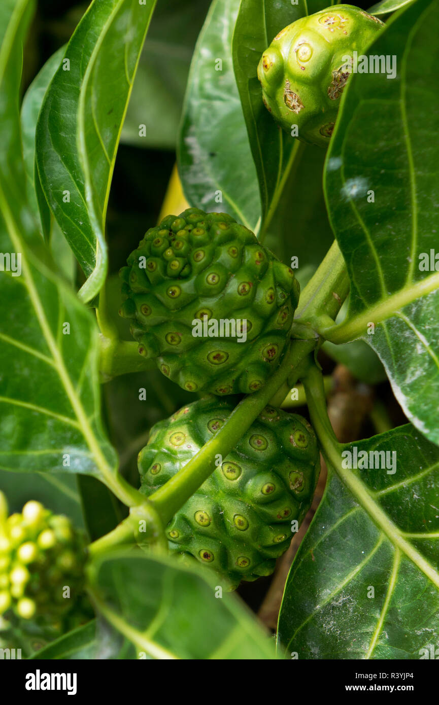 Noni Pflanze, Big Island, Hawaii, Erntegut Stockfoto