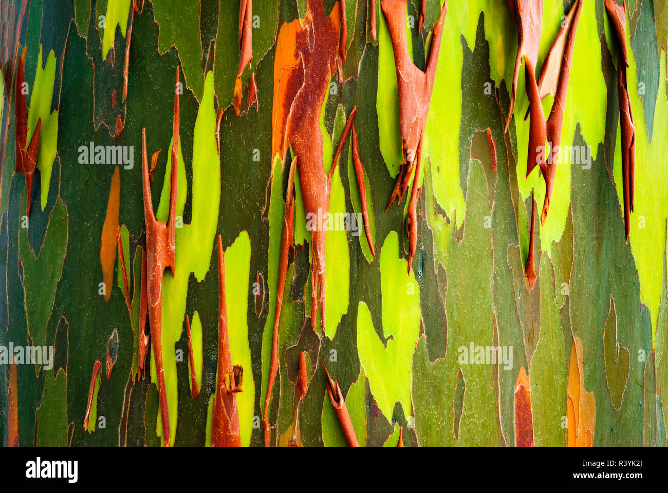 Rainbow Eukalyptus (Eucalyptus Rinde deglupta, Mindanao Gum), Insel Kauai, Hawaii, USA Stockfoto