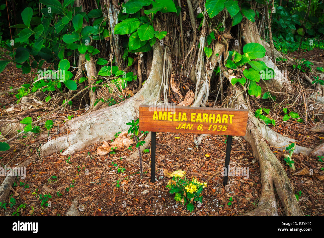 Celebrity gepflanzt Banyan Tree (Amelia Earhart) auf Banyan Drive, Hilo, Big Island, Hawaii, USA Stockfoto