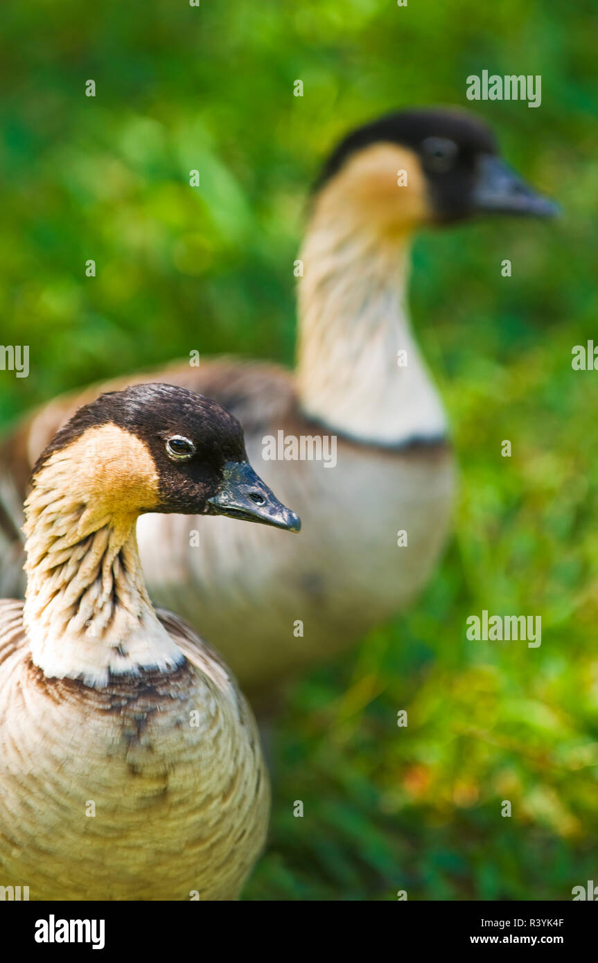 Nene Vögel, Hawaiian Goose (Branta sandvicensis), Insel Kauai, Hawaii, USA Stockfoto