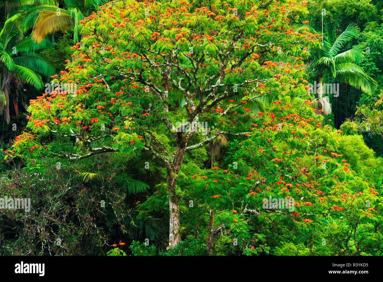 African Tulip Tree und üppige Vegetation auf der Hamakua Küste, Big Island, Hawaii, USA Stockfoto
