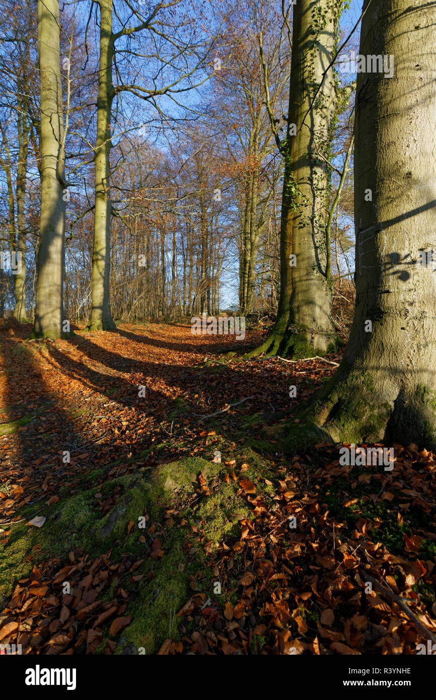 Golden Beech Tree verlässt mit dem Boden und Moos auf eine Baumwurzel Cranbourne Holz Hampshire Stockfoto