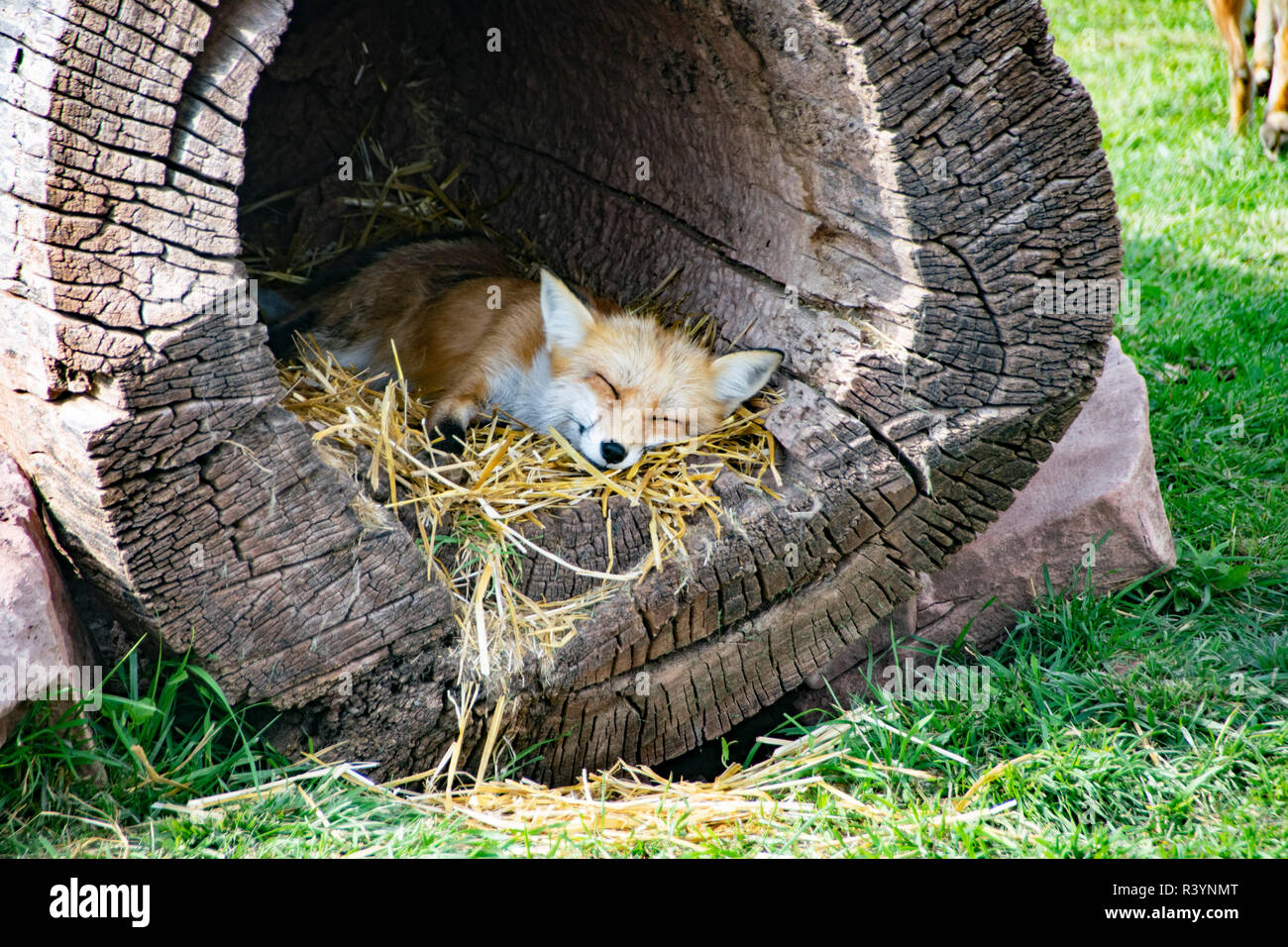 Ein roter Fuchs nap im Bear Country, South Dakota. Stockfoto