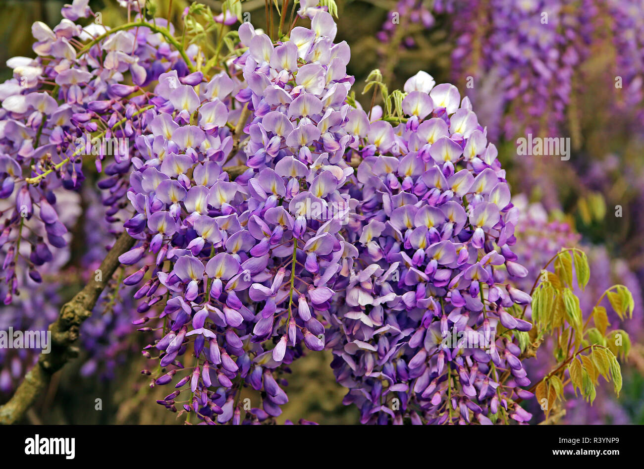 Blüten der edle schwarze Wisteria sinensis Stockfoto