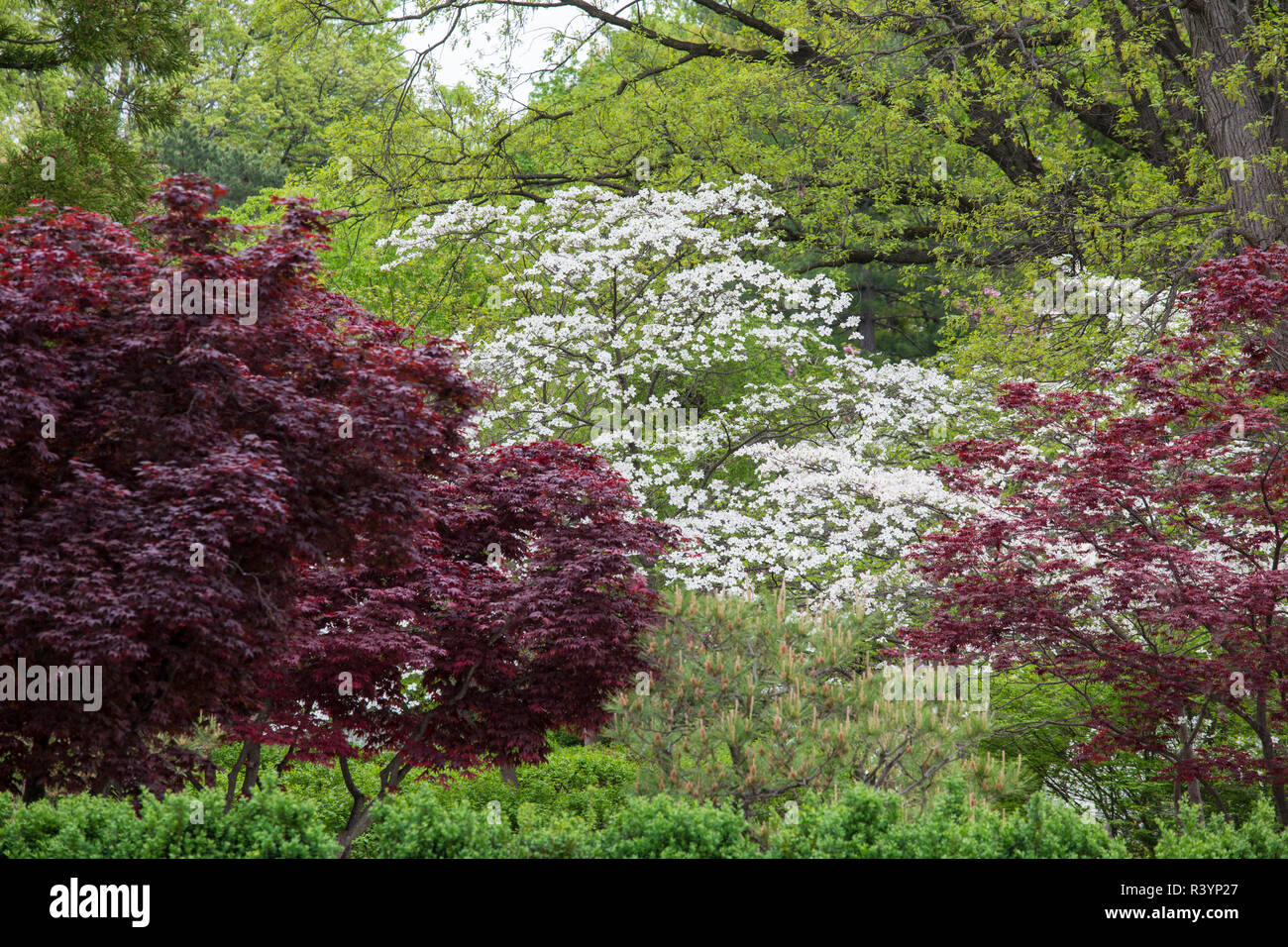 Japanischer Garten im Frühling, Missouri Botanical Garden, St. Louis, Missouri Stockfoto