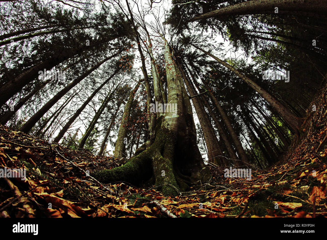 Weite Einstellung auf einen Wald im Herbst. Die Wurzel eines Baumes von unten Stockfoto