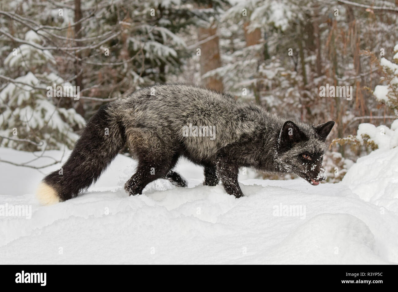 Silver Fox eine melanistic Form der Red Fox, Vulpes vulpes. (Captive) Montana Stockfoto