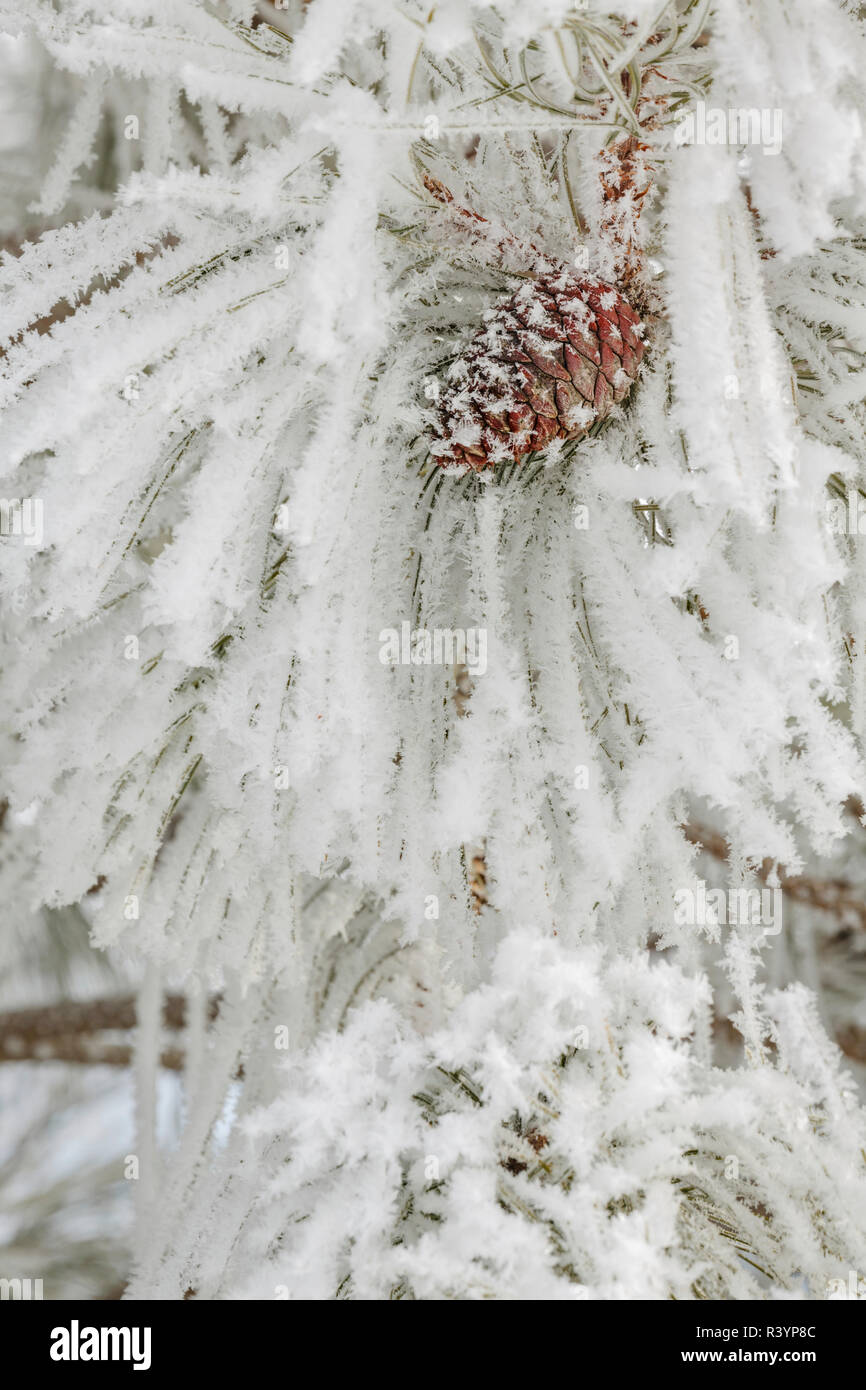 Kiefer Äste mit Frost Kristalle, Kalispell, Montana Stockfoto