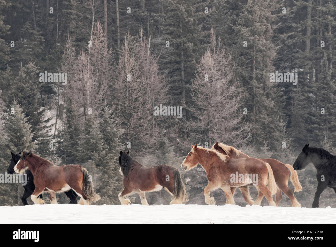 Belgische Pferd Zusammenfassung im Winter, Kalispell, Montana. Equus ferus Caballus Stockfoto