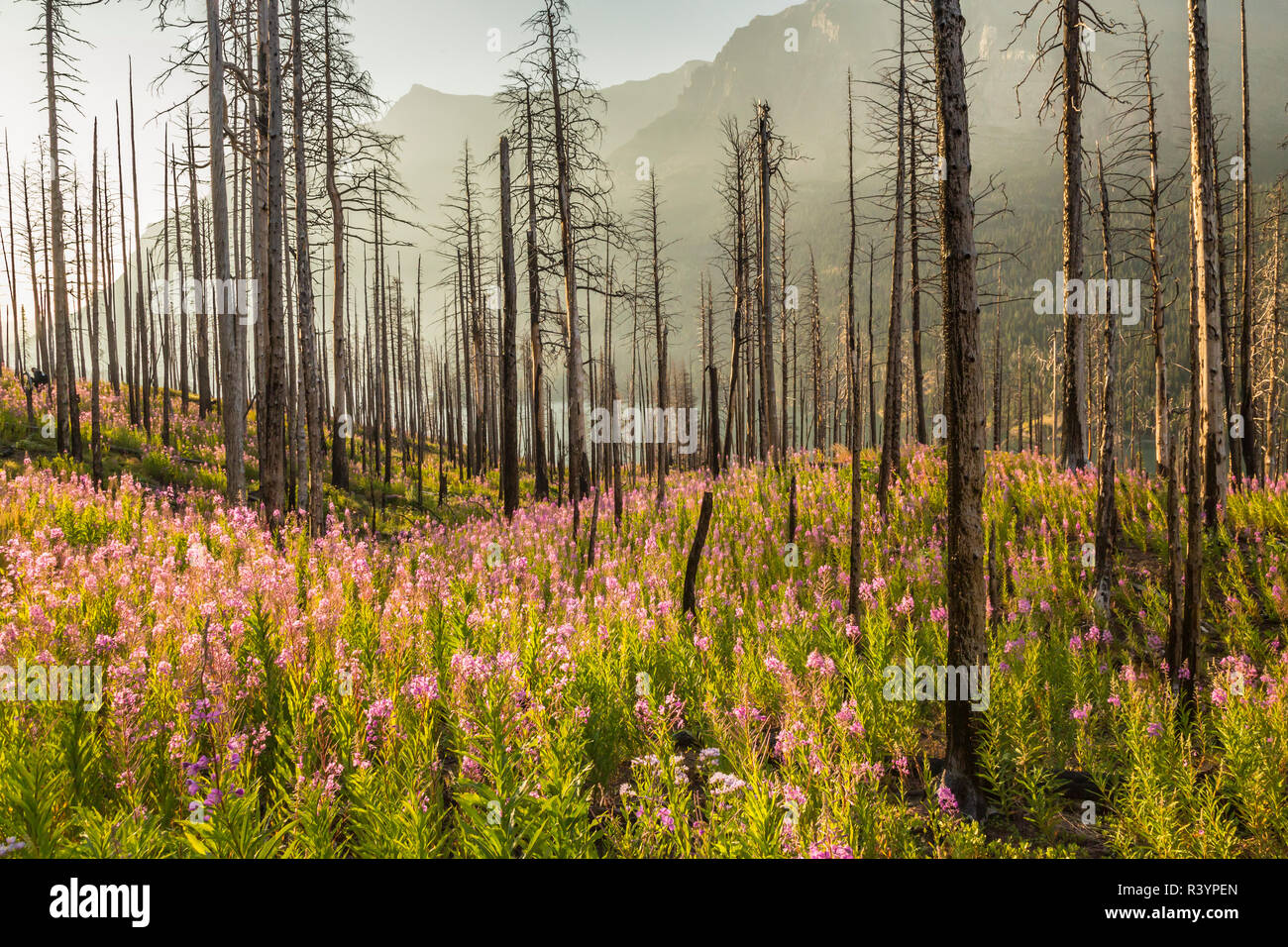 USA, Montana, Glacier National Park. St. Mary Lake fireweed und verbrannten Bäume. Stockfoto