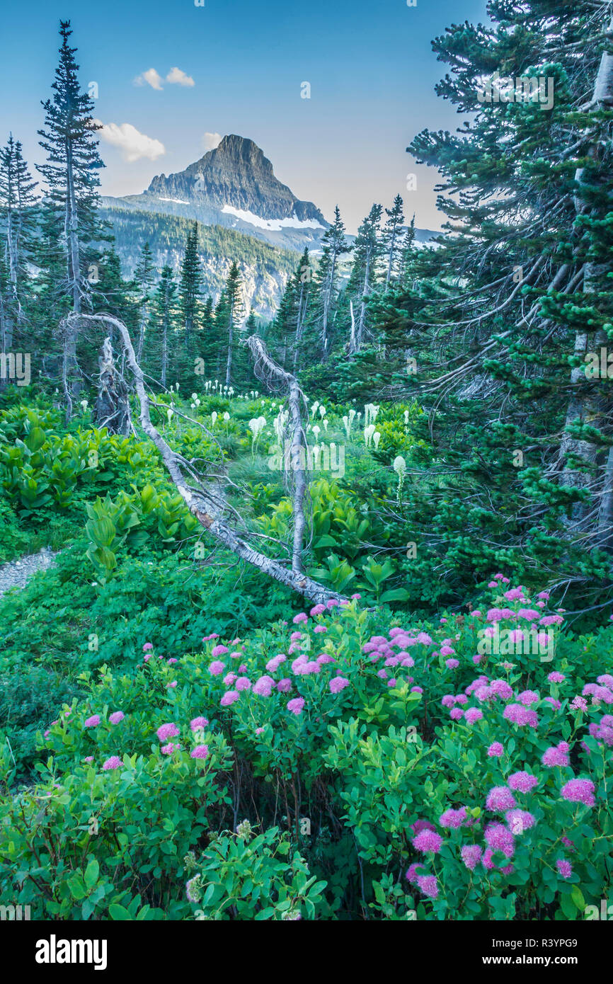 USA, Montana, Glacier National Park. Berglandschaft mit spirea Blumen und Gras. Stockfoto