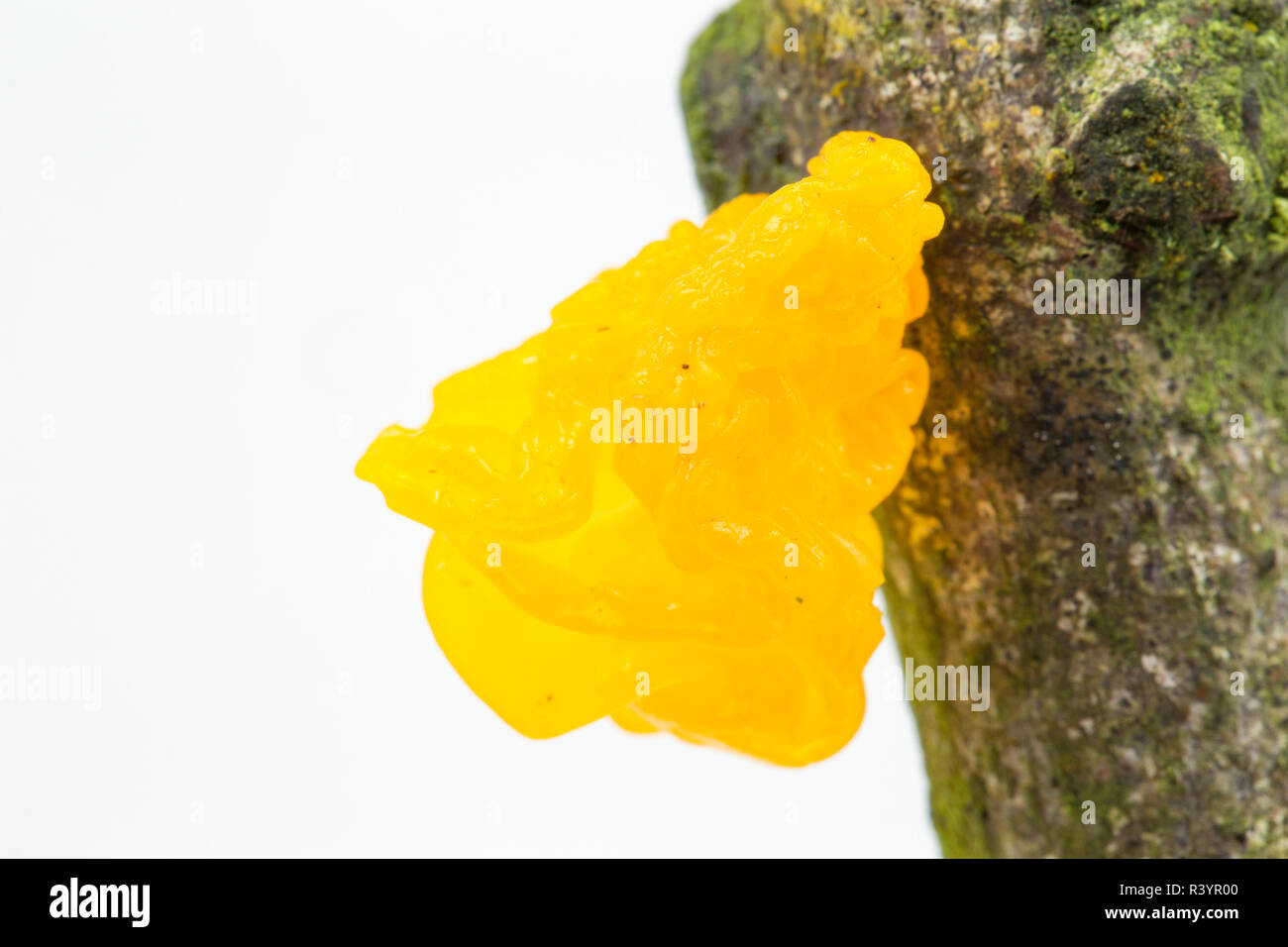 Gelbe Gehirn Tremella mesenterica Pilze,, wächst an einem toten, gefallenen Niederlassung und in einem Studio fotografiert auf einem weißen Hintergrund. North Dorset England U Stockfoto