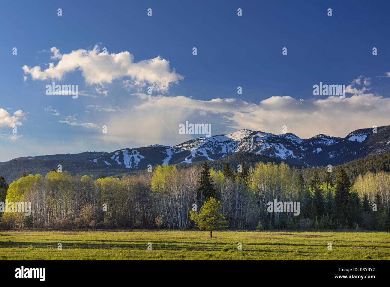 Aspen Grove nur Begrünung im Frühjahr mit großen Berg im Hintergrund in Whitefish, Montana, USA Stockfoto