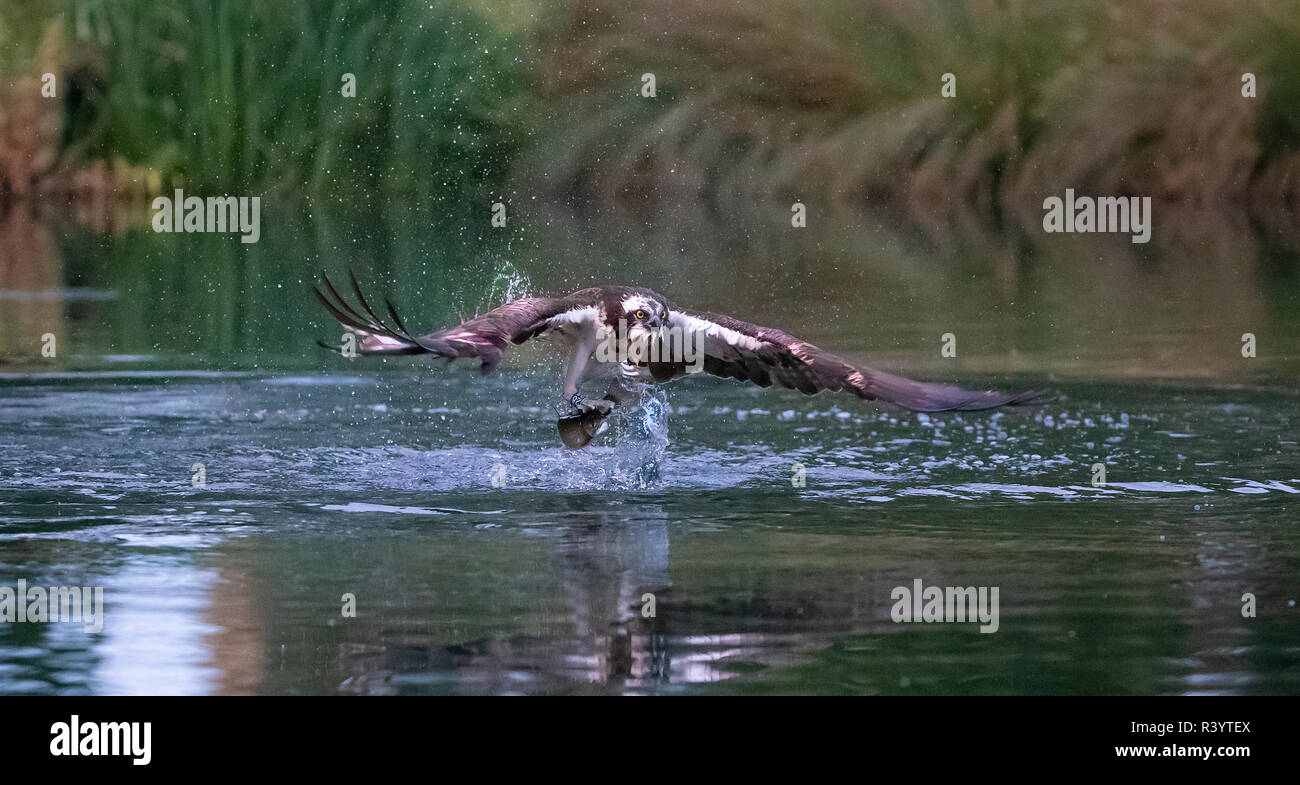 Fischadler (pandion haliaetus) im Flug mit einer Forelle in seinen Krallen Stockfoto