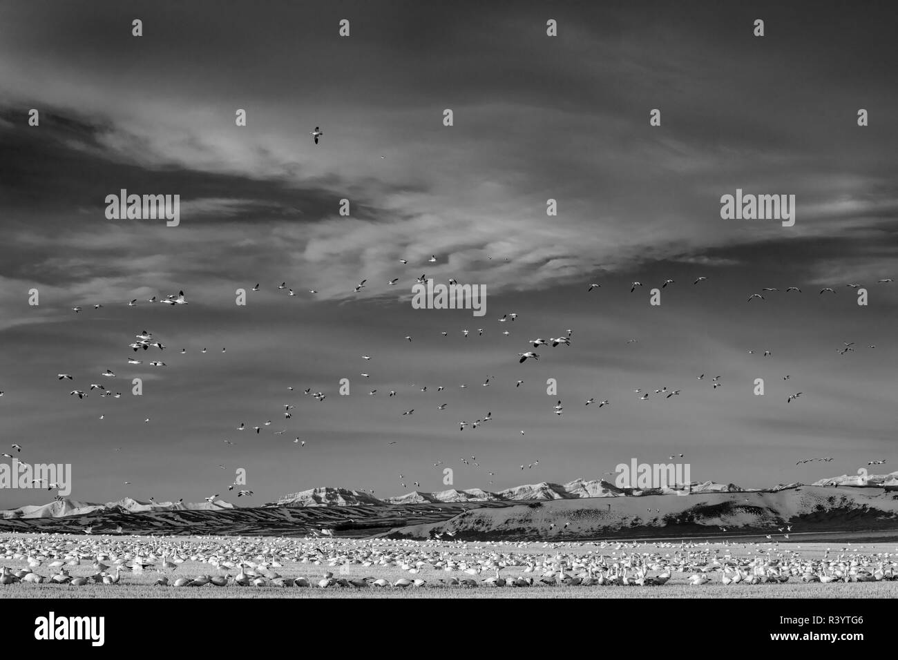 Schnee Gänse füttern in gerstenfeld Stoppel in der Nähe von Freezeout Lake Wildlife Management Area in der Nähe von Choteau, Montana, USA Stockfoto