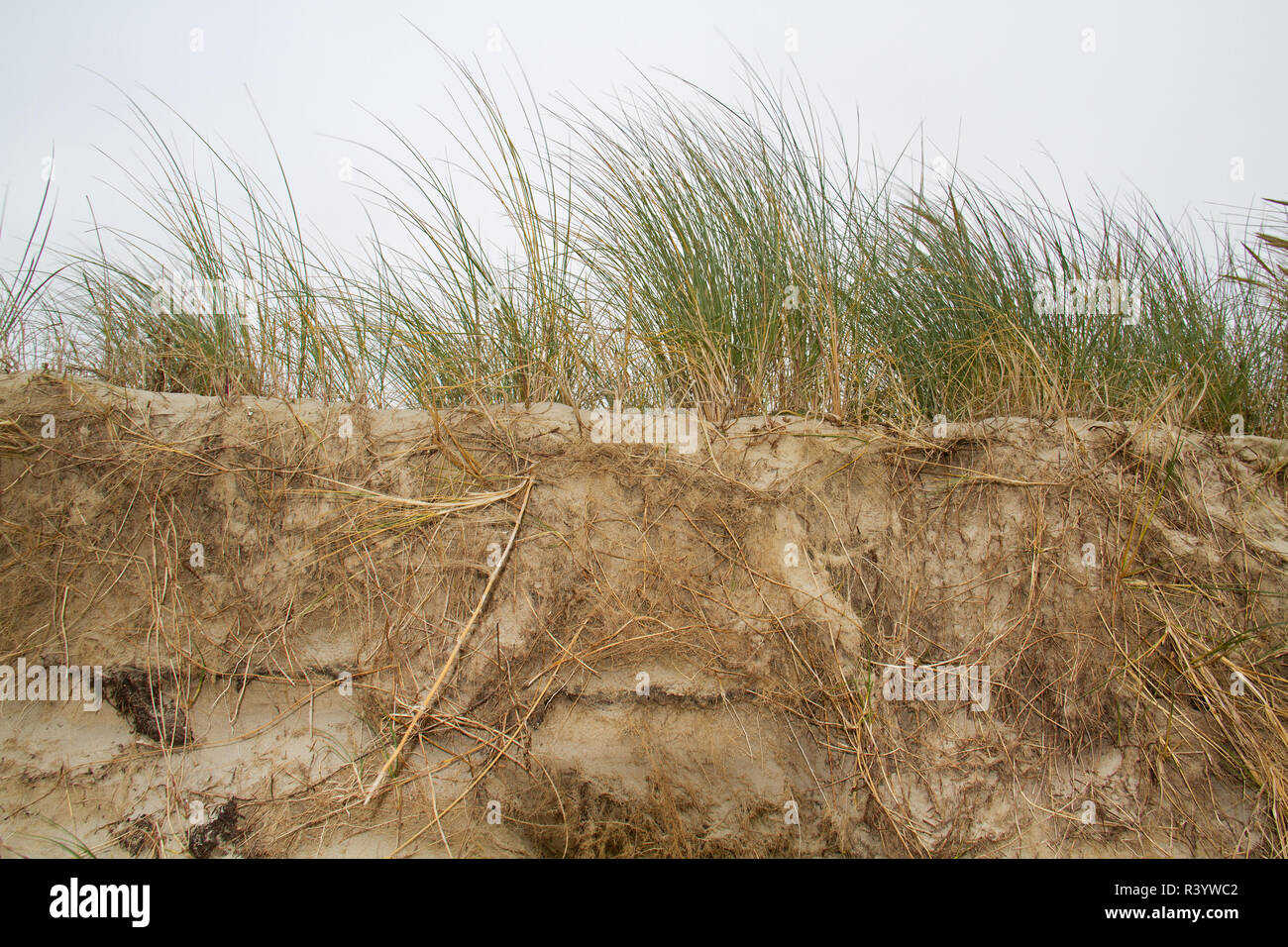 Umfangreiche u-root System der Marram Gras wird sichtbar nach Erosion einer Düne Stockfoto