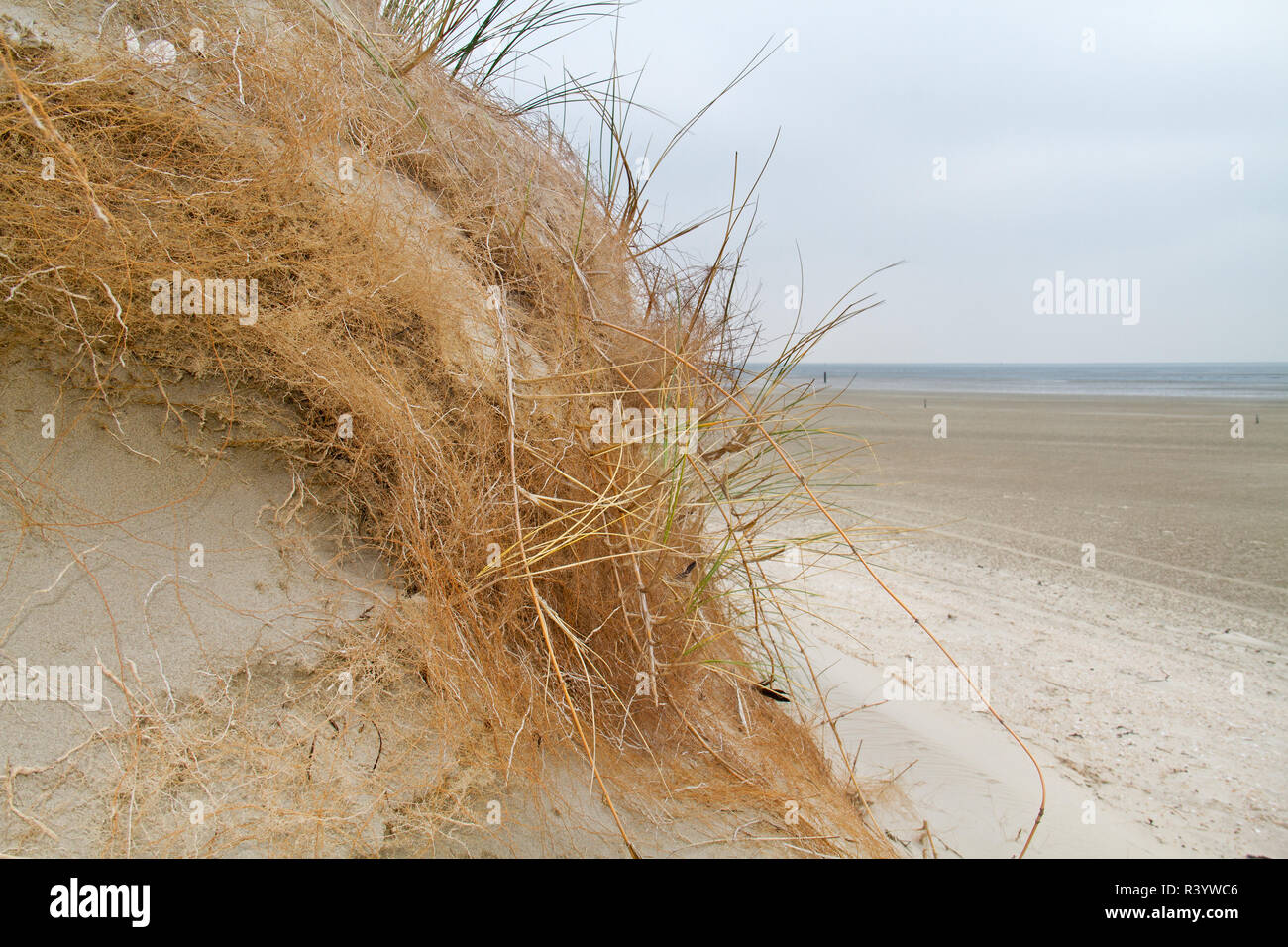 Umfangreiche u-root System der Marram Gras wird sichtbar nach Erosion einer Düne Stockfoto