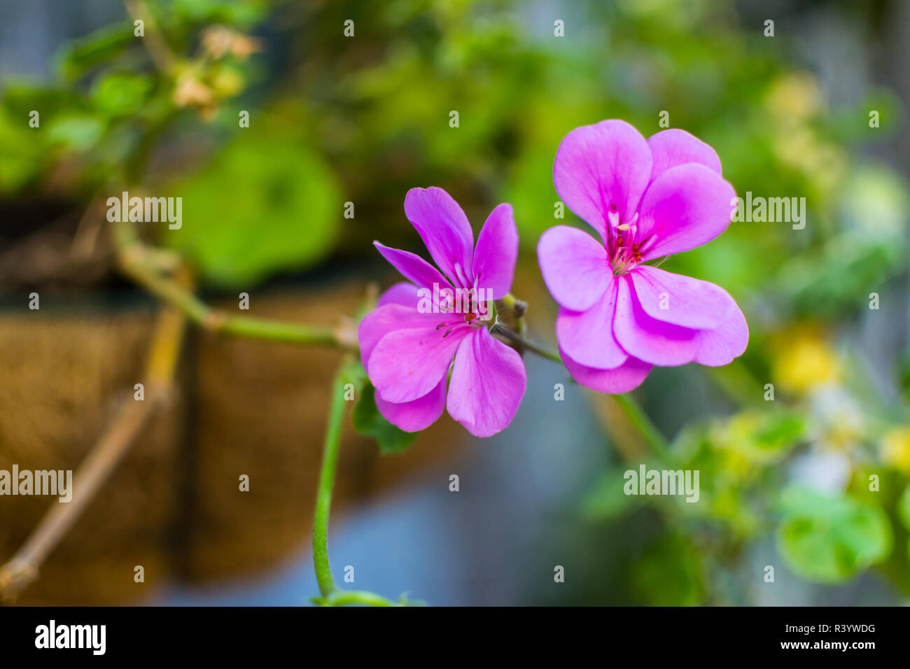 Frühjahr blühen. Kleine rosa Blume mit grünem Stiel im Garten Stockfoto