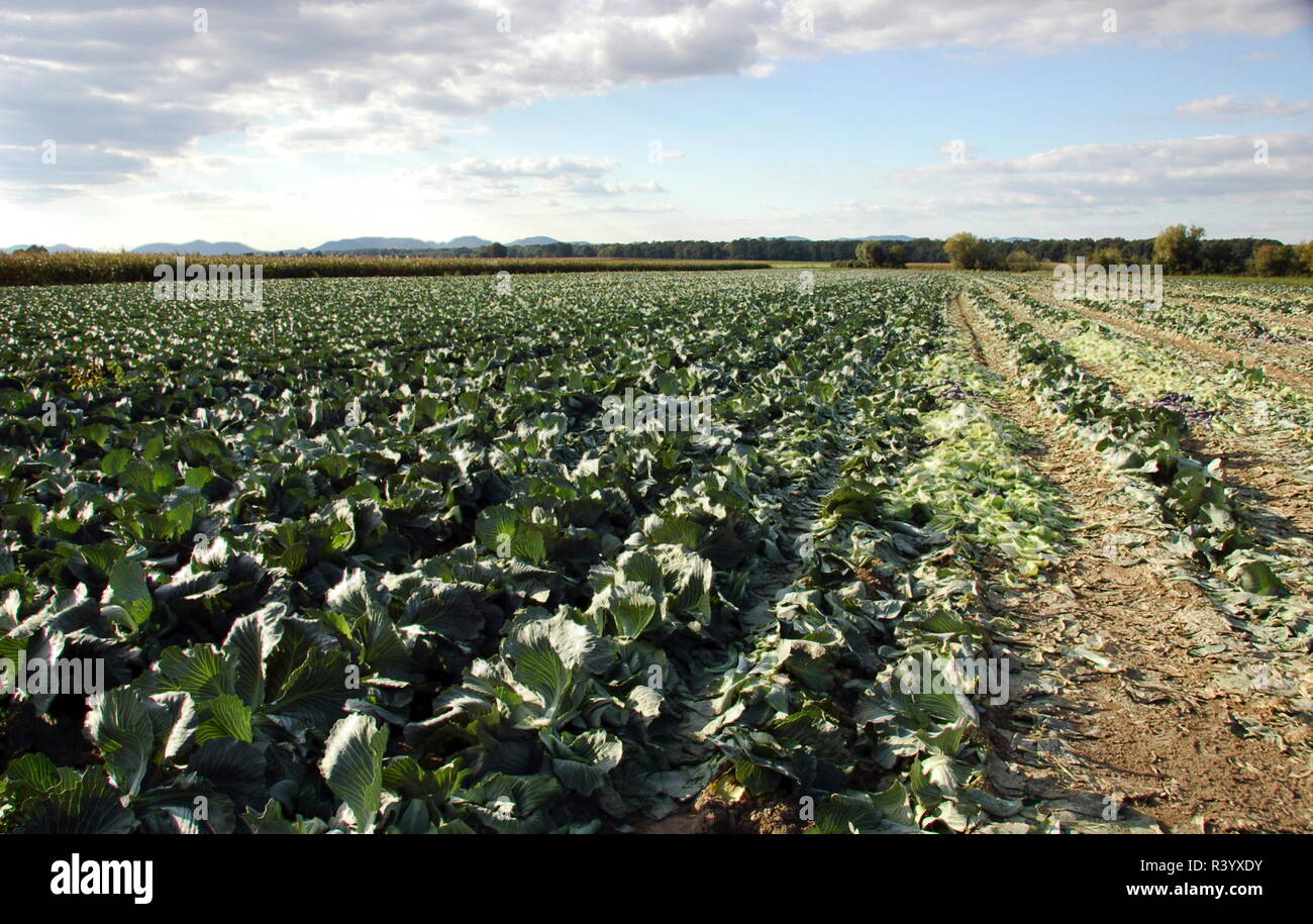 Geerntete Feld mit Weißkohl Stockfoto