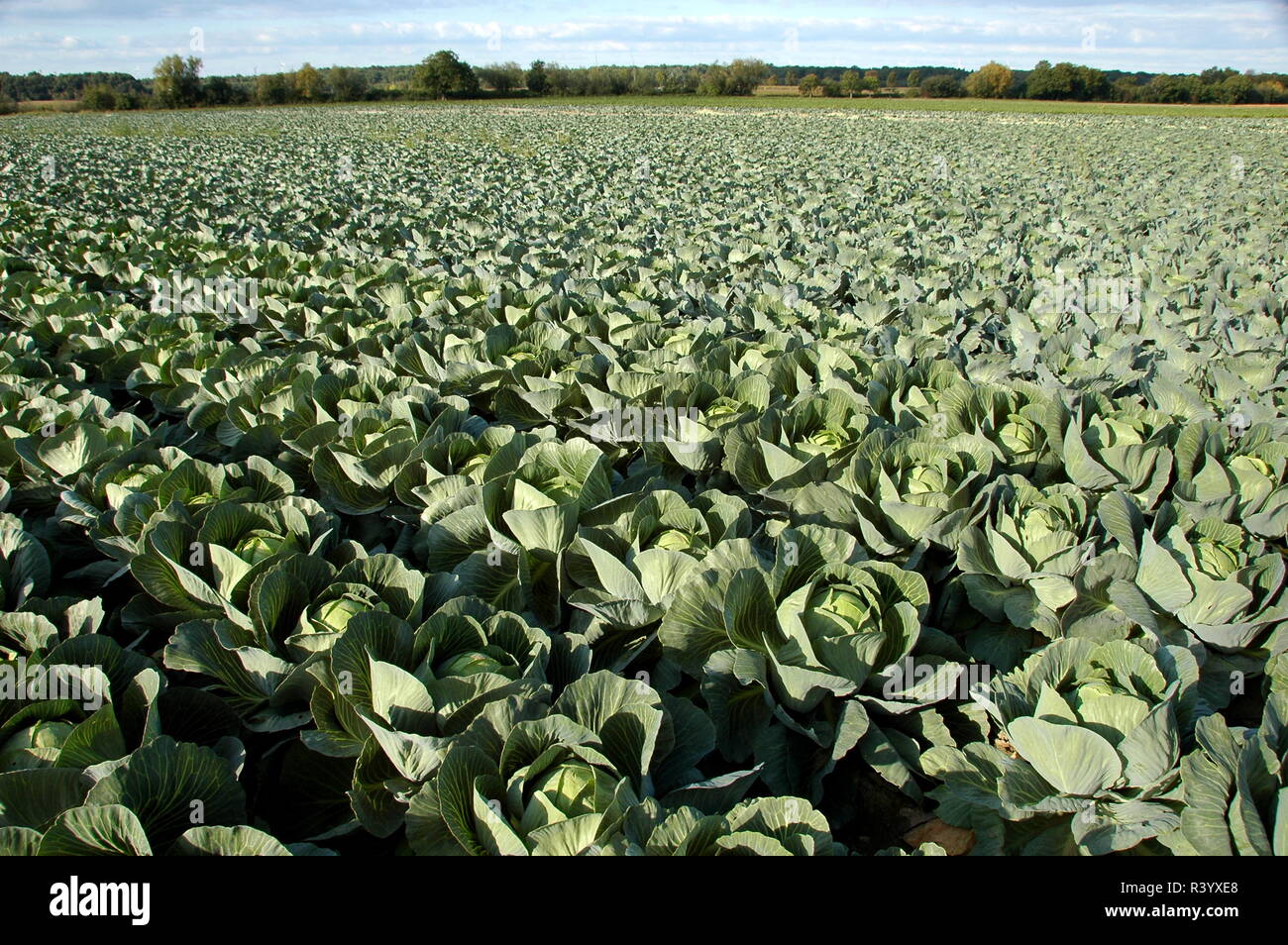 Weißkohl im Feld in hatzenbÃ¼hl/Pfalz Stockfoto