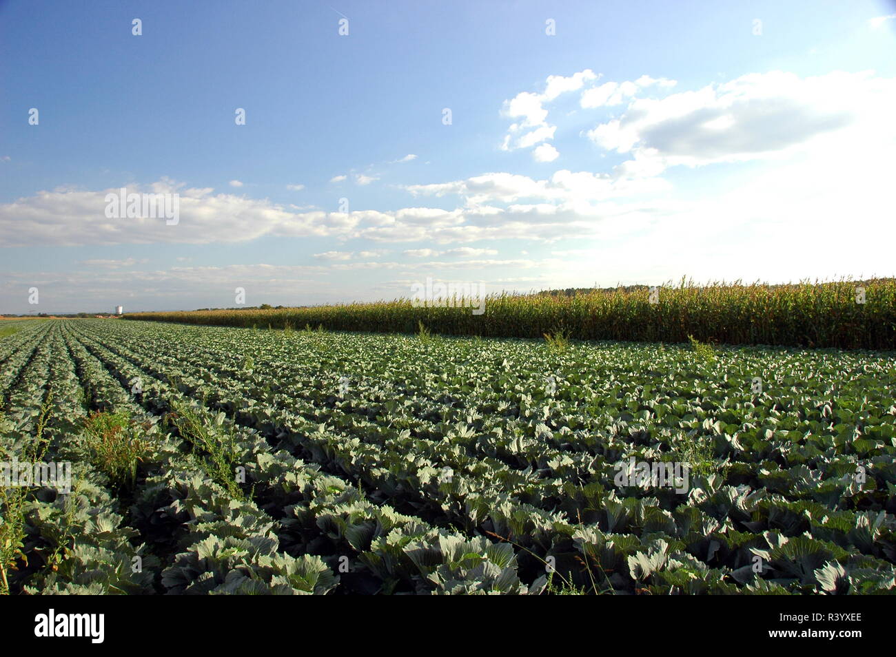 Kohl Anbau in hatzenbÃ¼hl/Pfalz Stockfoto