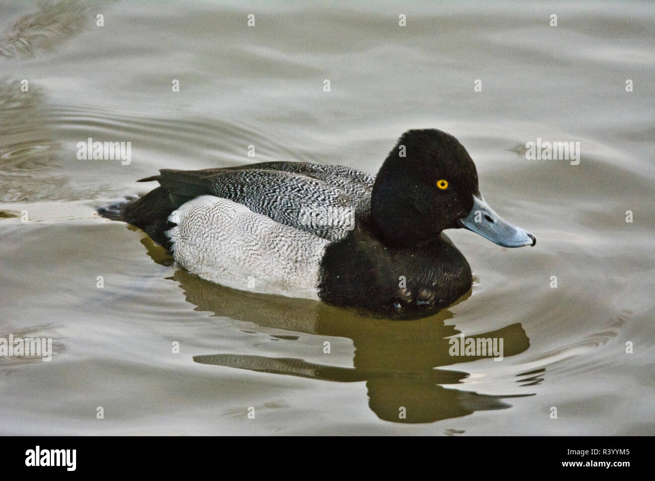 Männliche, Ring-necked Duck, Schwimmen, Dawson Creek Park, Hillsboro, Oregon, USA Stockfoto