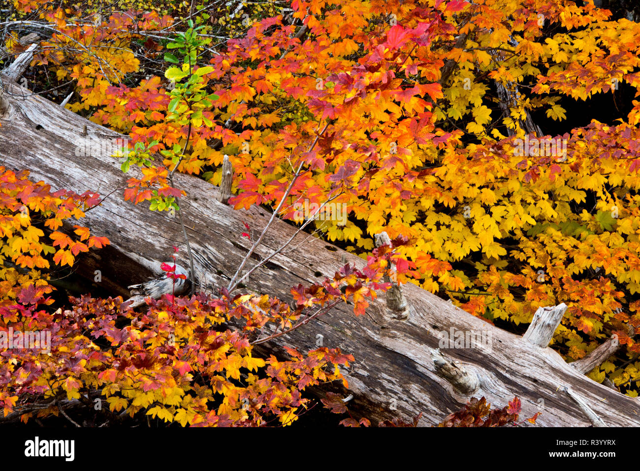 Laub im Herbst, Santiam Pass, Willamette National Forest, Oregon, USA Stockfoto