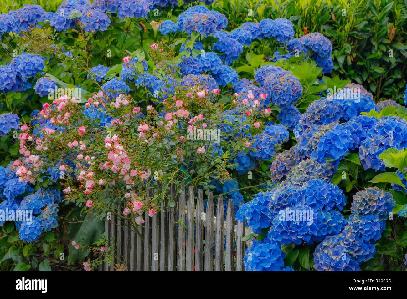 Blaue Hortensien und Rosenbusch entlang Zaun Gärten von Cannon Beach, Oregon Stockfoto