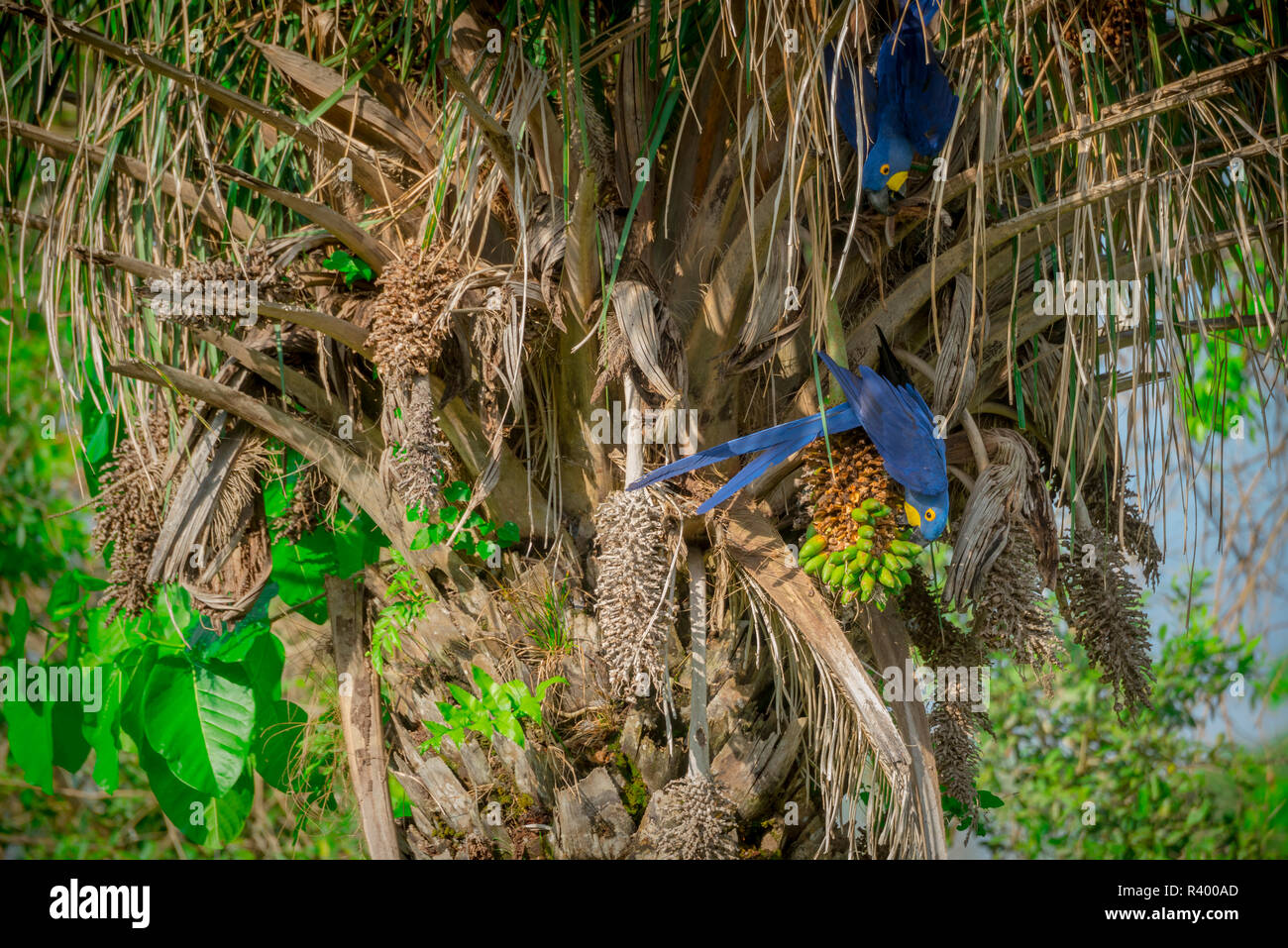Hyazinthe Aras (Anodorhynchus hyacinthinus) Ernährung Früchte Der Acuri Palm, Pantanal, Mato Grosso do Sul, Brasilien Stockfoto