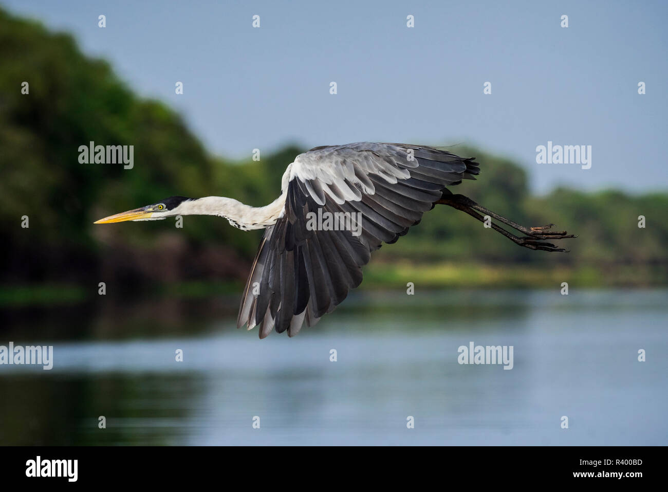 Cocoi Graureiher (Ardea cocoi), im Flug, Pantanal, Mato Grosso do Sul, Brasilien Stockfoto