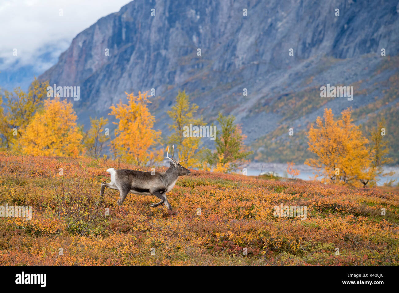 Rentiere (Rangifer tarandus) in herbstlichen Bergwelt, Stora Sjöfallet Nationalpark, Laponia, Norrbotten, Lappland Stockfoto