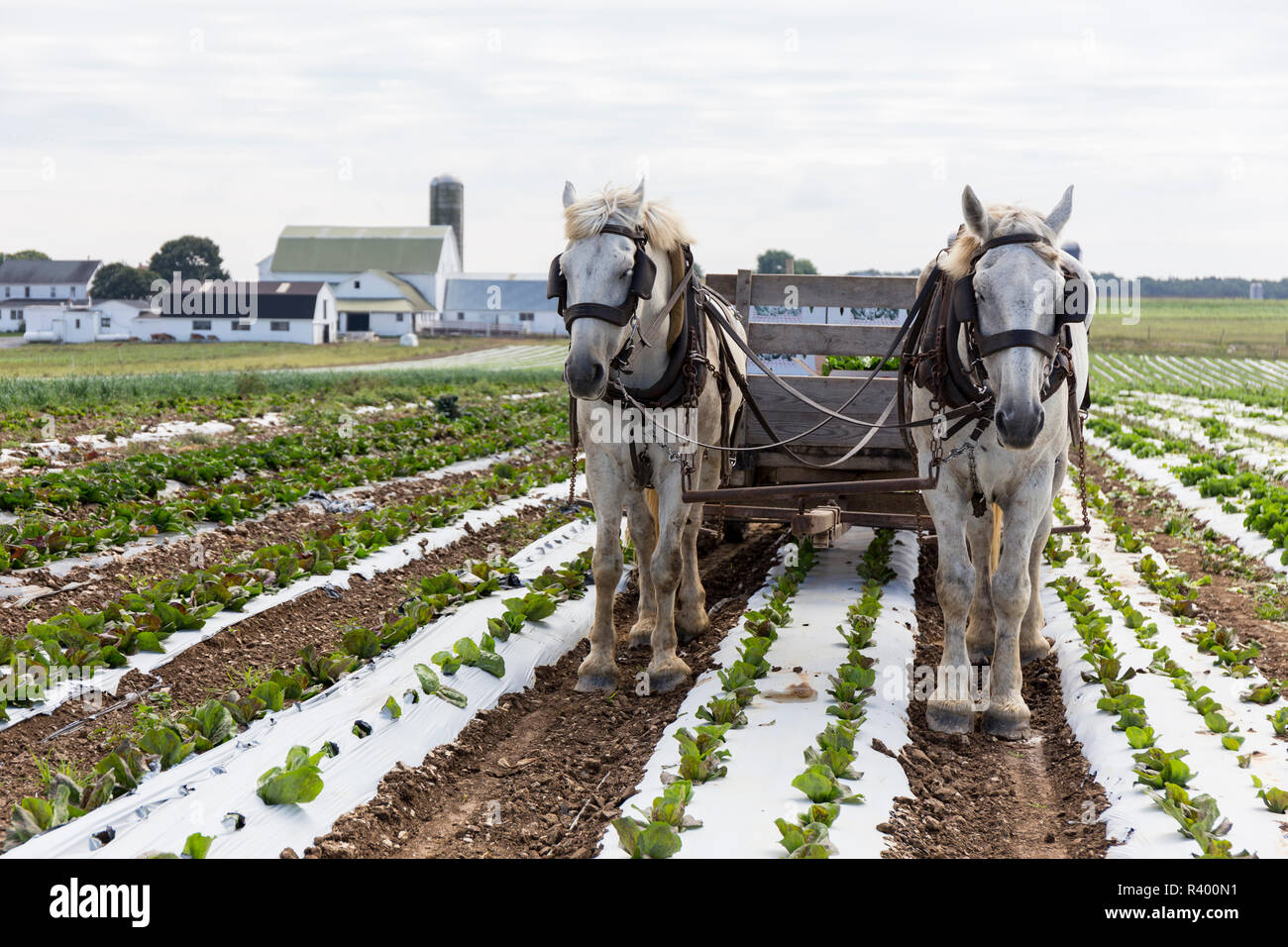 Lancaster County, Pennsylvania, USA. Ernte Kopfsalat in Amish Country. Stockfoto