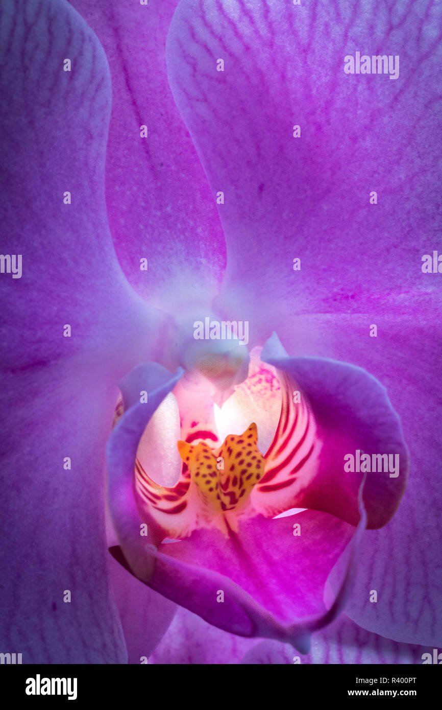 USA, Pennsylvania, Philadelphia. Orchid close-up. Credit: Jay O'Brien/Jaynes Galerie/DanitaDelimont.com Stockfoto