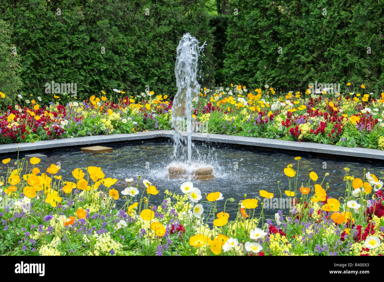Mohn, Garten, Longwood Gardens, Kennett Square, Pennsylvania, USA Stockfoto