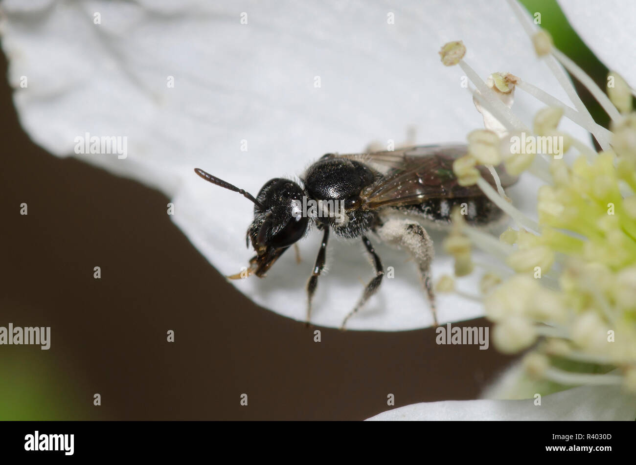 Schweiß Biene, Lasioglossum pectorale, weiblichen auf Black, Rubus sp., Blüte Stockfoto