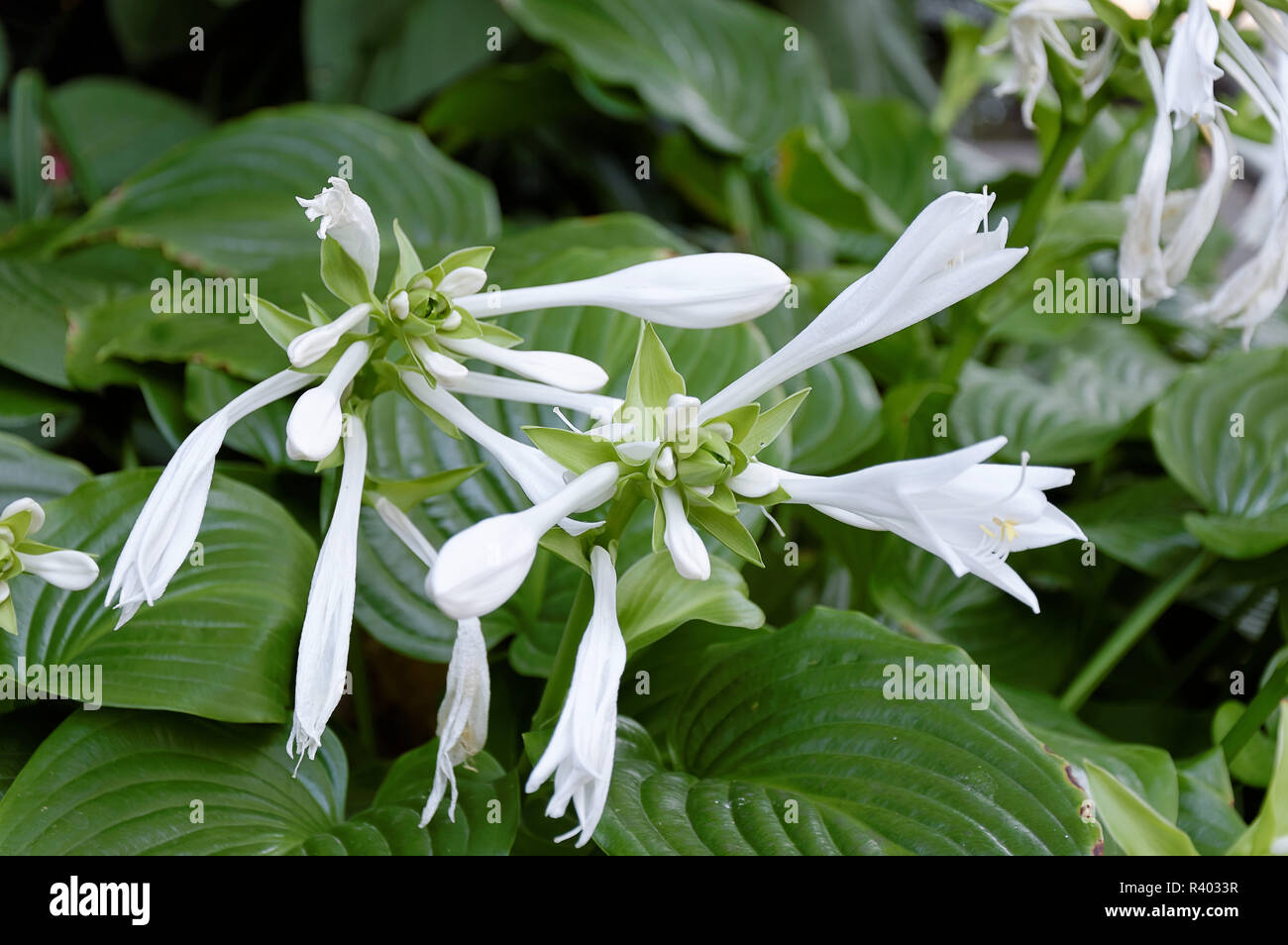 Lily (ephedium Funkie, hosta cultiva) Stockfoto