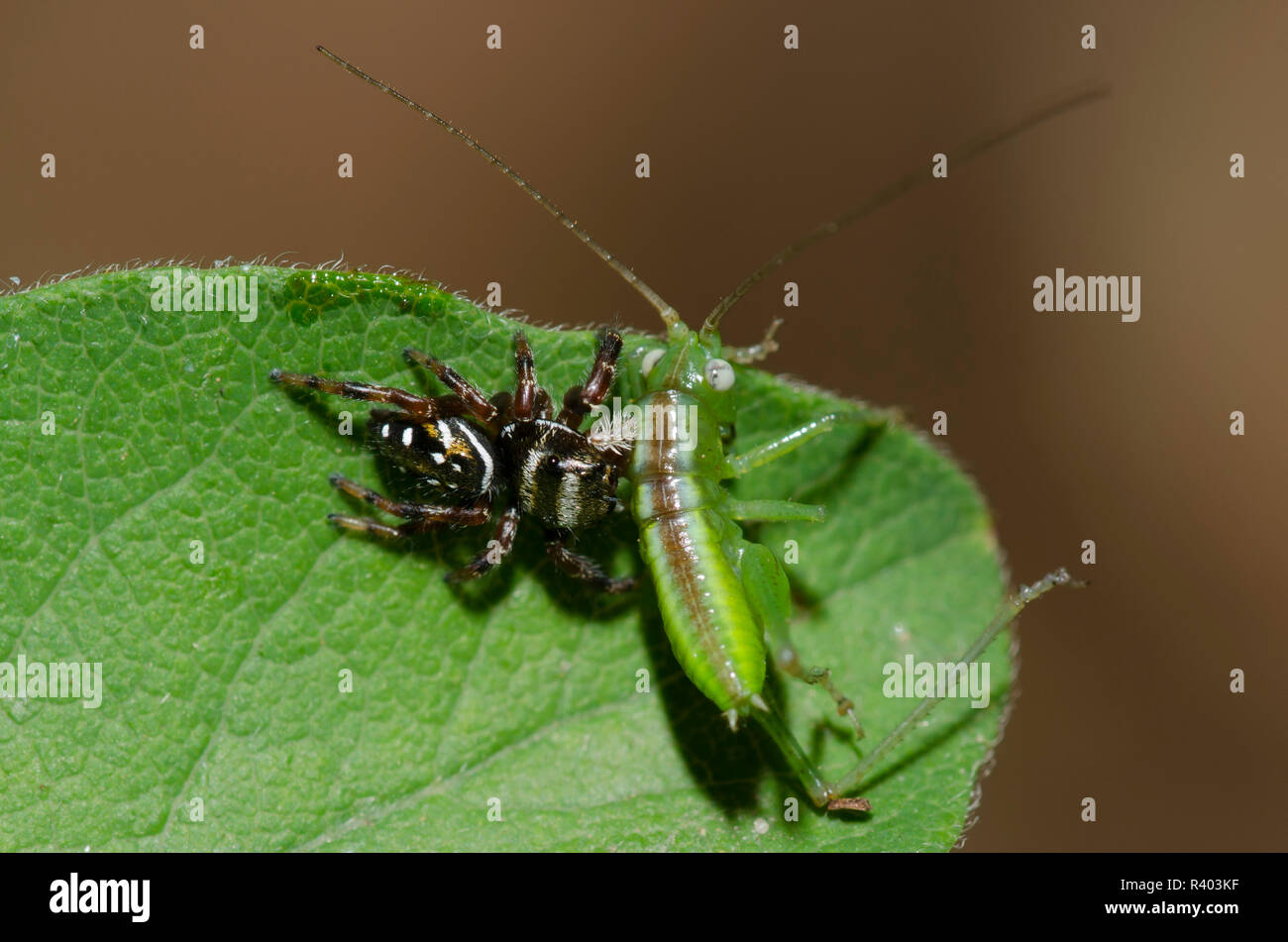 Jumping Spider, Paraphidippus aurantius, mit katydid, Familie Tettigoniidae, Nymphe Beute Stockfoto